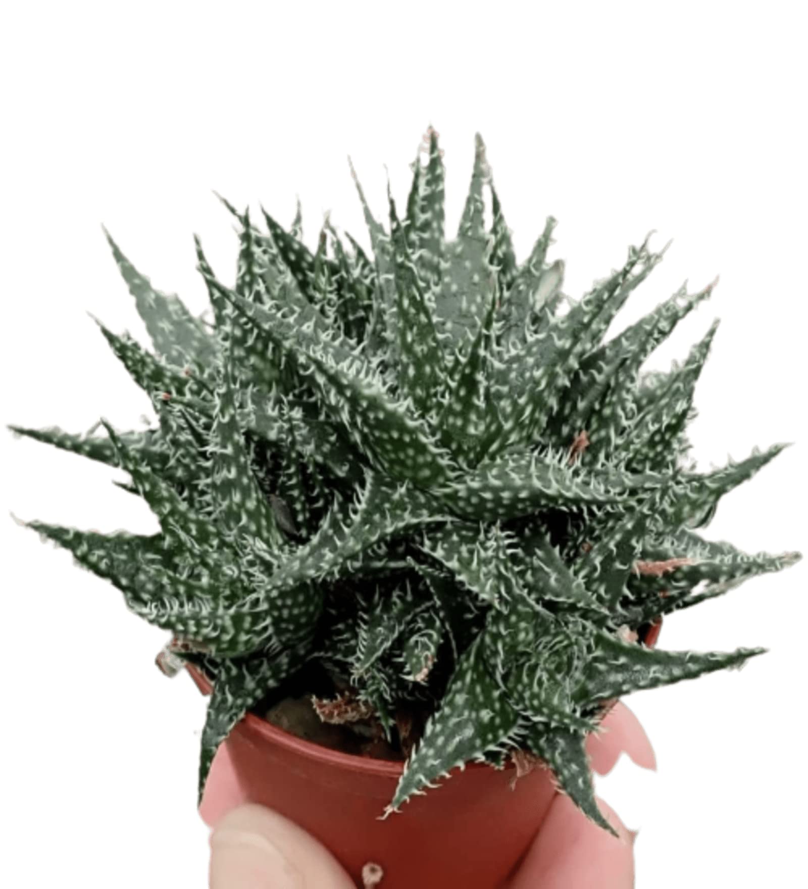 Seedlings India live plants outdoor | Aloe Hybrid Descoingsii x Hawarthioides | Indoor Plants | Home Garden Office Decoration