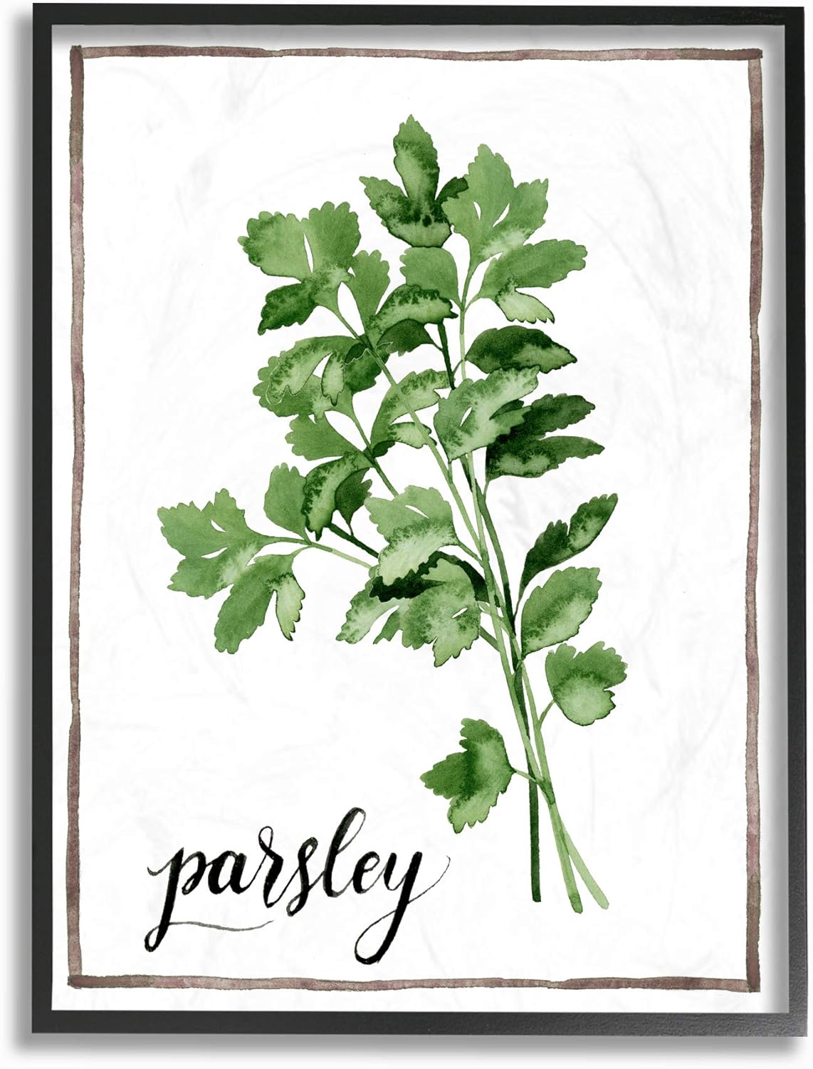 The Stupell Home Décor Collection Watercolor Herb Illustration Parsley Painting with Script Framed Giclee 14"L x 11"W