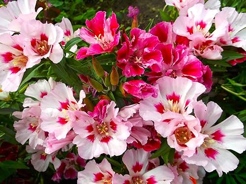 Miniatura 2 de Seeds Godetia Mix 200+ semillas para plantar flores anuales sin OMG Adiós a la primavera Flor de satén Clarkia