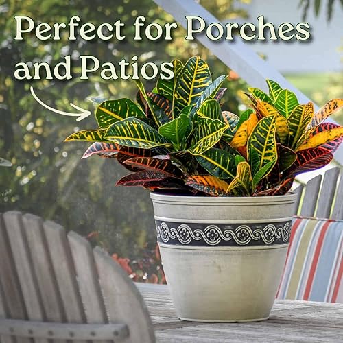 Miniatura 6 de Planta Croton Petra - Planta Tropical de Follaje Viva - Altura Total de 20" a 24" - Plantas Tropicales de Florida