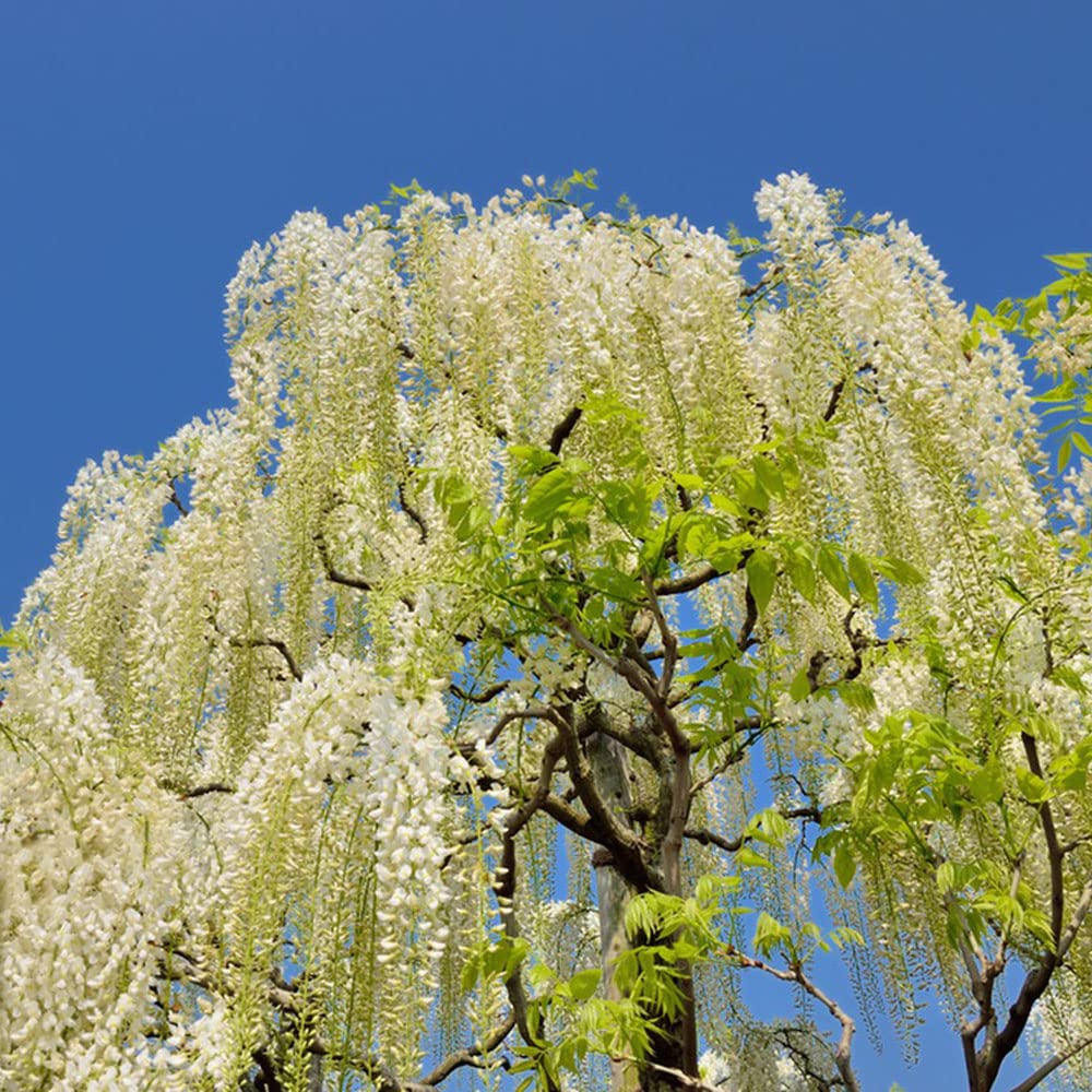 Blauregen Samen Winterhart - Wisteria Sinensis - Spezielle Samen  Balkonpflanzen Winterhart Mehrjhrig Bonsai Bumchen Kaufen Gartenpflanzen  Praktische Geschenke - 20 Stck : Amazon.de: Garten