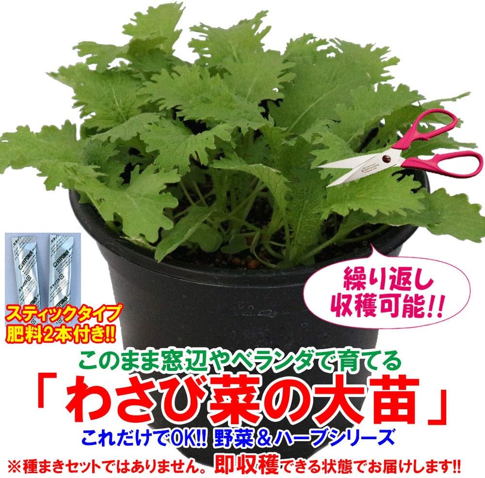 Amazon Co Jp わさび菜の大苗 繰り返し何回も収穫可能 室内 戸外通年栽培用大苗 肥料付き これだけでokシリーズ このまま室内窓辺や戸外のベランダで育てるシリーズ 野菜苗18cm硬質ポット大苗 1個売り 少しだけ辛味のある美味しい香味菜です 葉は大きく