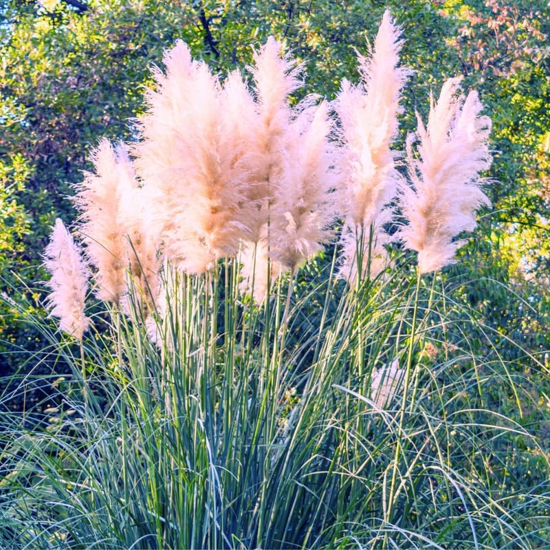 Pink Pampas Grass Plants, Pink Pampas Grass Plants Live 4 Inches No Pot for Growing