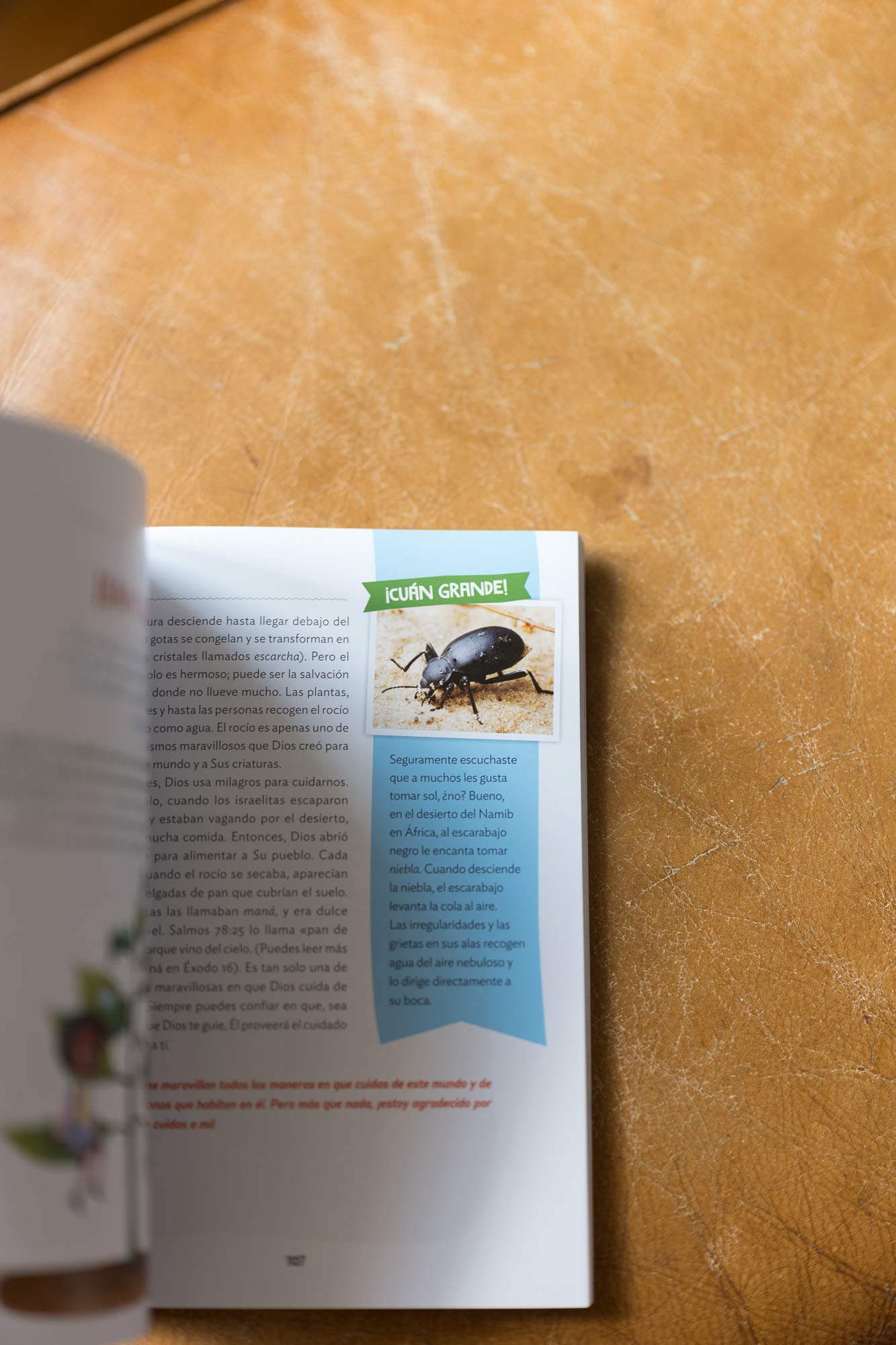 ¡Cuán grande es nuestro Dios!: 100 Devocionales indescriptibles acerca de Dios y la ciencia (Indescribable Kids)