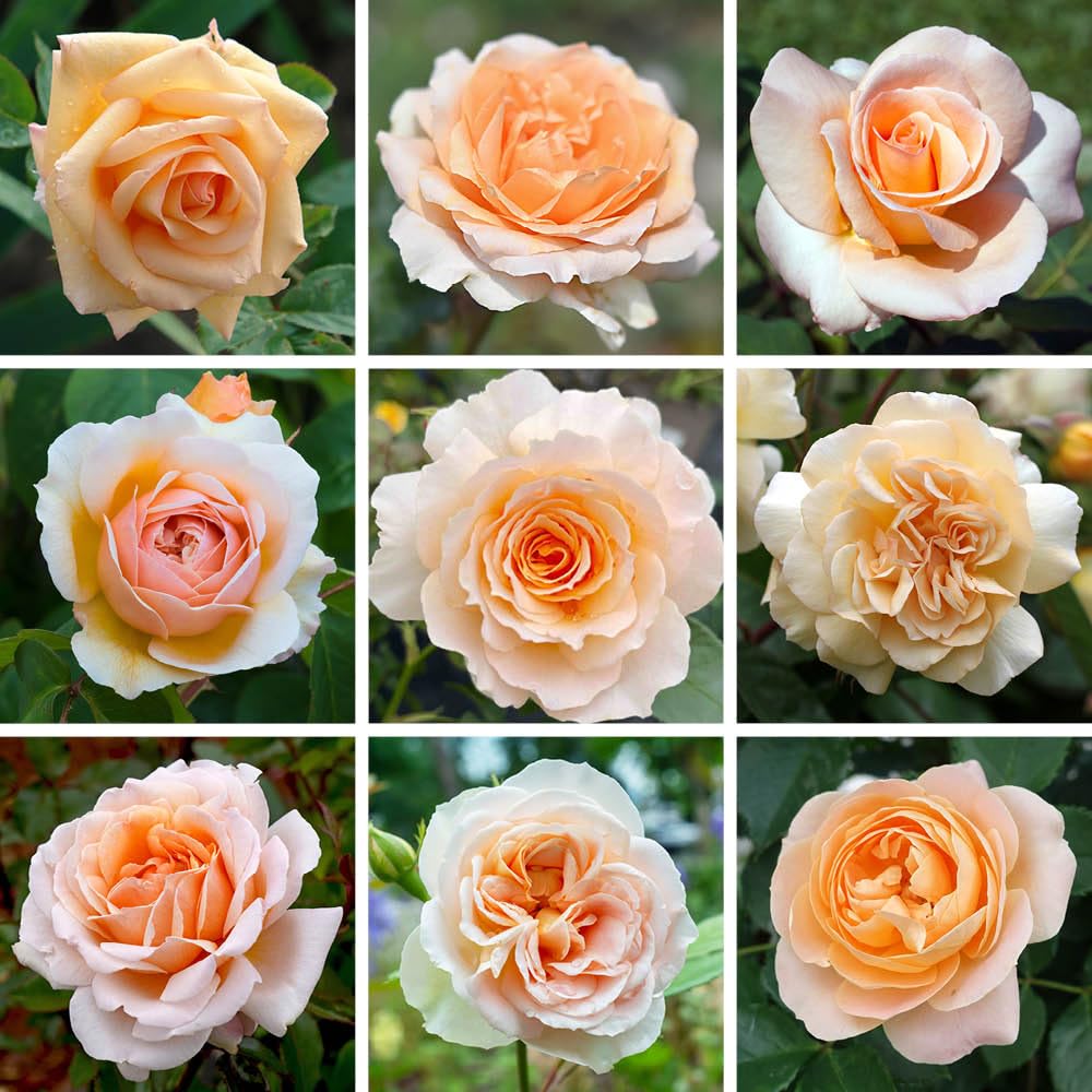 YouGarden Harkness Roses Apricot Rose, Established Rose Plant in 4 Litre Pot, Ready to Plant Rose for Pots, Beds, or Borders, Colourful Roses for Outdoor Gardens