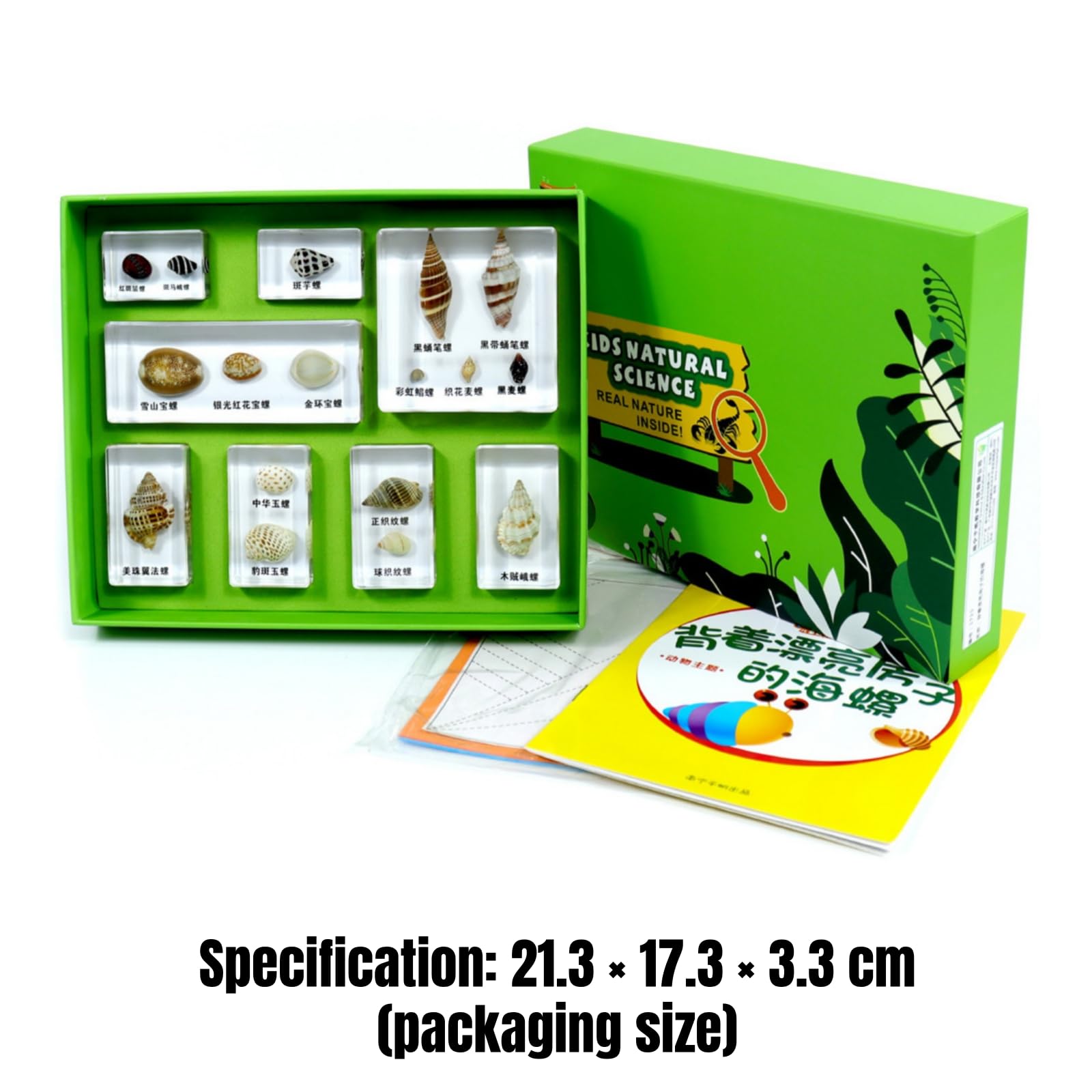 Especimen Educativo Infantil Conjunto de Aprendizaje de Biología Bloques de Resina con Bandeja Incluye Hojas Didácticas y Tarjetas Caja Clasificadora, Concha con Una Hermosa Casa