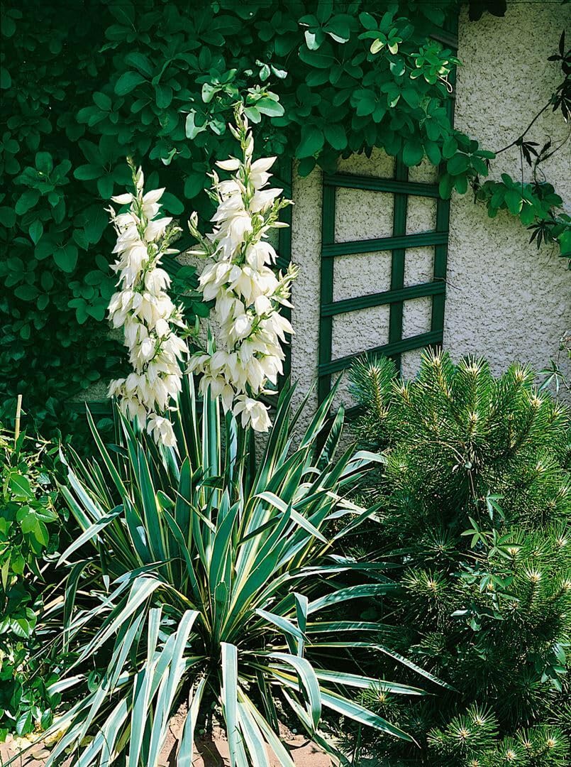 Yucca filamentosa 'Bright Edge' 11 cm Topf  Winterhart, Immergrn,  Pflegeleicht  Palmlilie  Kbelpflanze fr Terrasse & Beet : Amazon.de:  Garten
