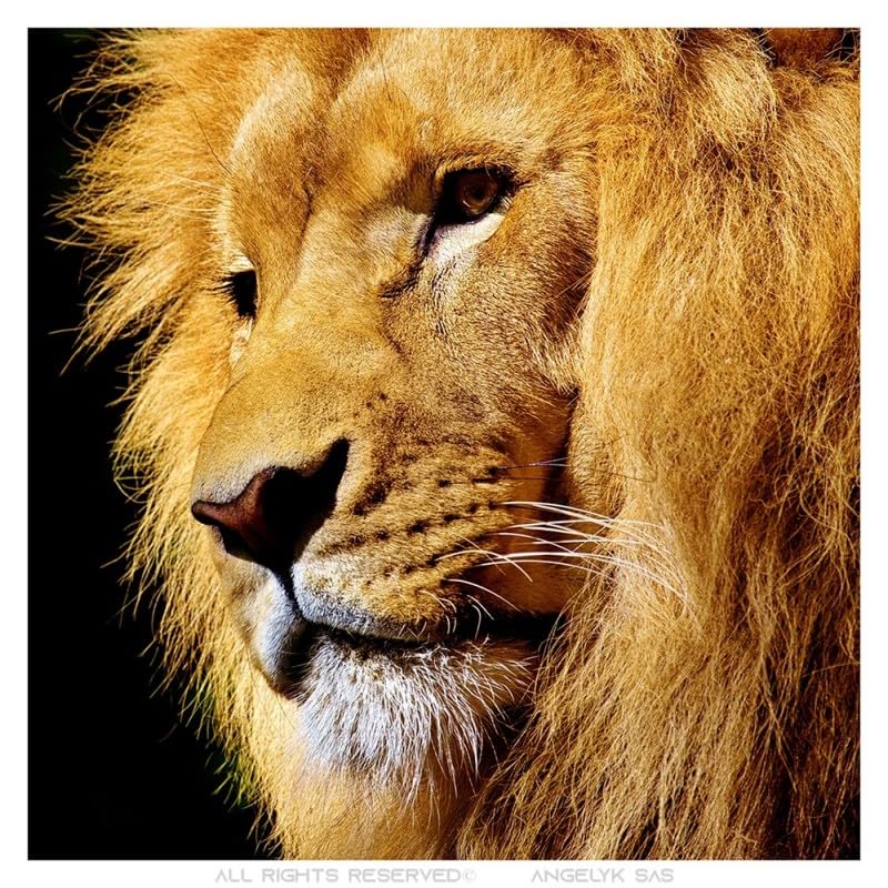 BOBIJOO JEWELRY - Pendentif Collier Griffe de Lion Fausse Griffe en résine Acier Inoxydable Plaqué Doré Or