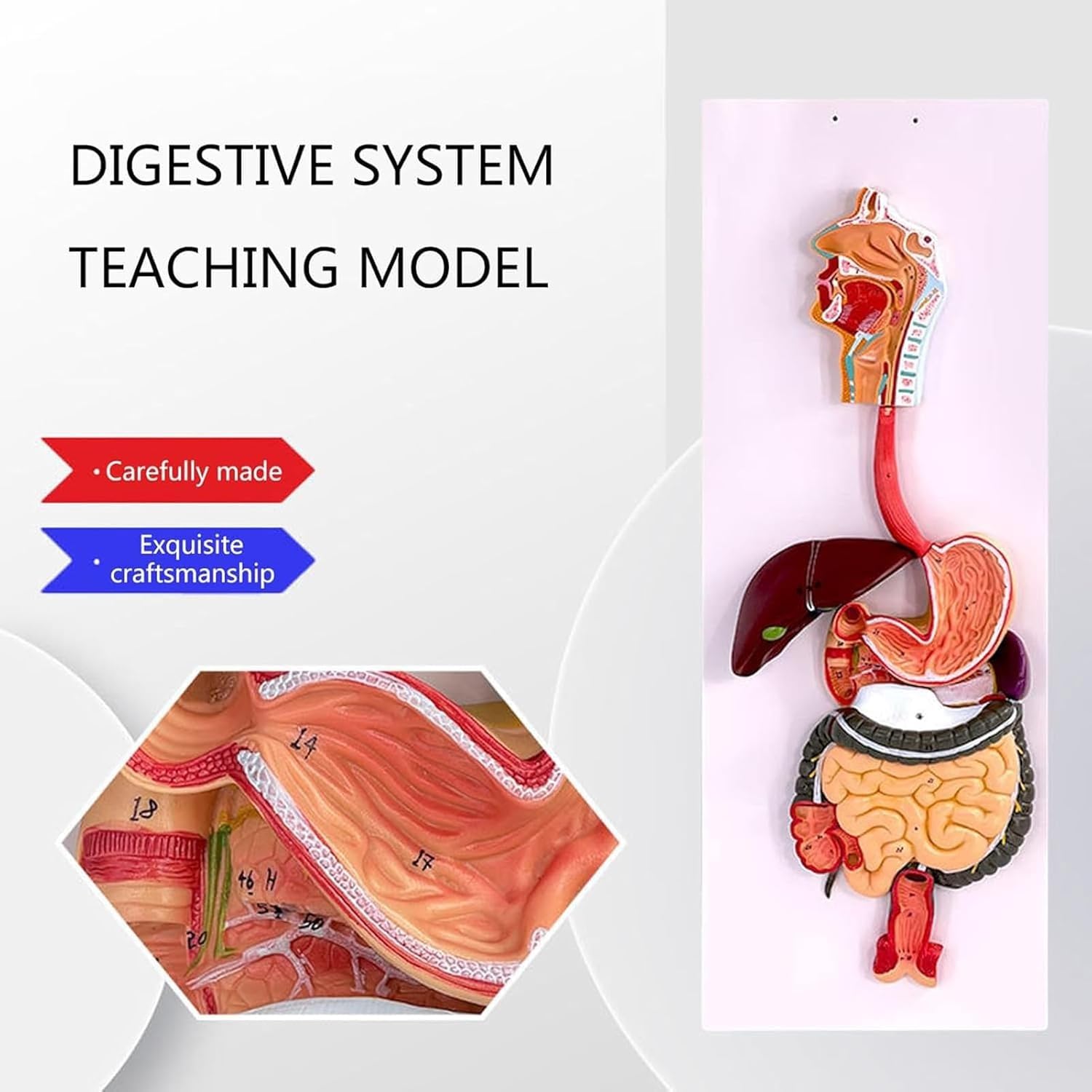 Human Digestive System Model, Removable Stomach Nasal Cavity Pharynx Liver Stomach Rectum Intestine Anatomy Model, Realistic Texture, for Medical Study and Physiology Education