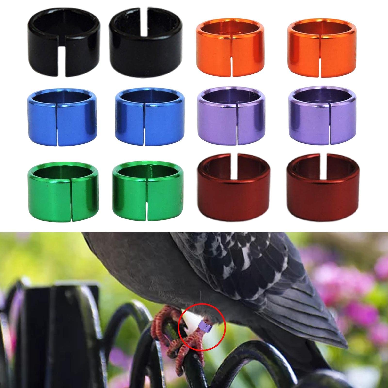 Identyfikacja za pomocą obrączek na nogi ptaków, Obręcze na nogi gołębi Wielokolorowe aluminium 12/24/60 szt. Dla ptaków Drób(5 set of12PCS Multicolor)
