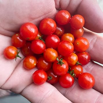 Spoon Worlds Tiniest Cherry Tomato Premium Seeds for Planting