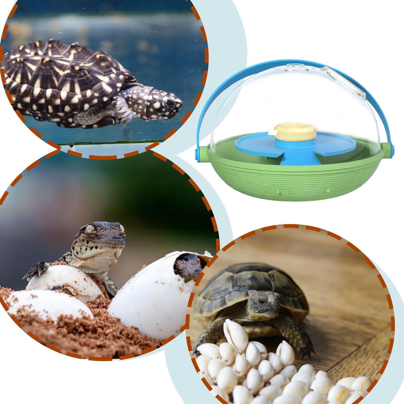 Turtle Habitat - Starter Kit Incubatore per tartarughe con , serbatoio