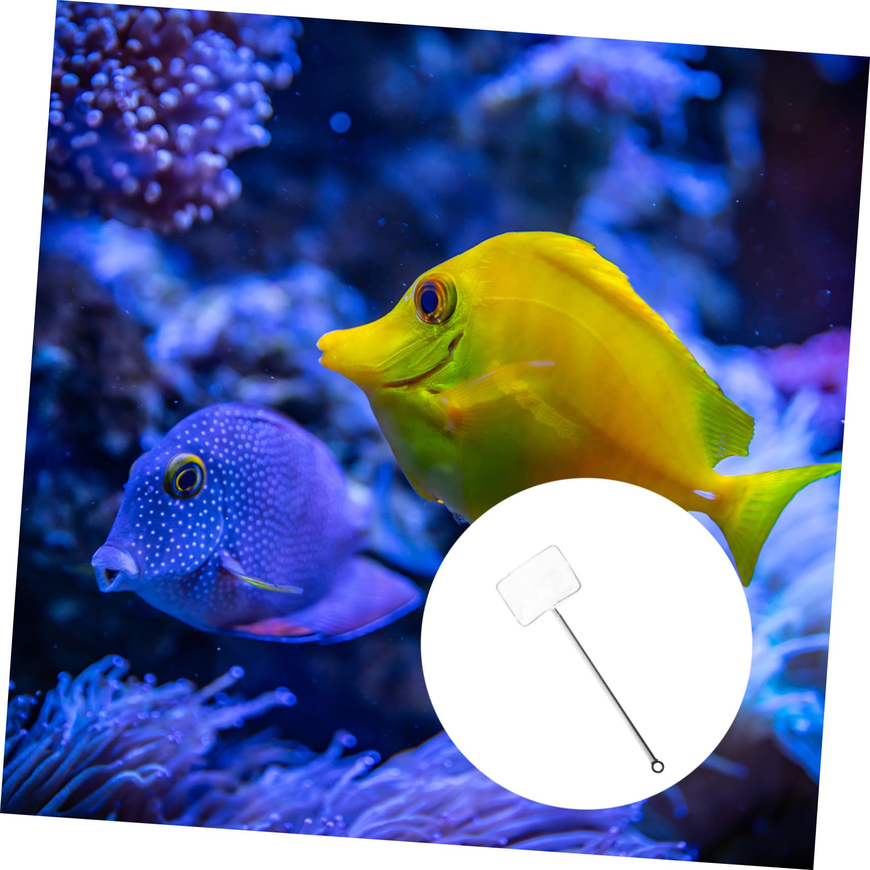 2St Fischtank Fischernetz Fischnetz klein Fangwerkzeuge zum Angeln Fischfangnetz Netzstrümpfe Garnelennetz Mesh-Netz für Aquarien Zierfische Aquarium Garnelentopf Metall Weiß