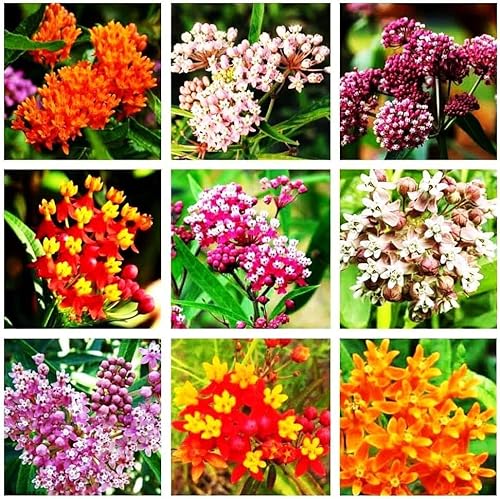 Milkweed Seeds Mixed For Planting - Various Varieties Attracts Butterflies, Bees And Pollinators Heirloom Flower Seeds(1000 Pcs) #TOP25