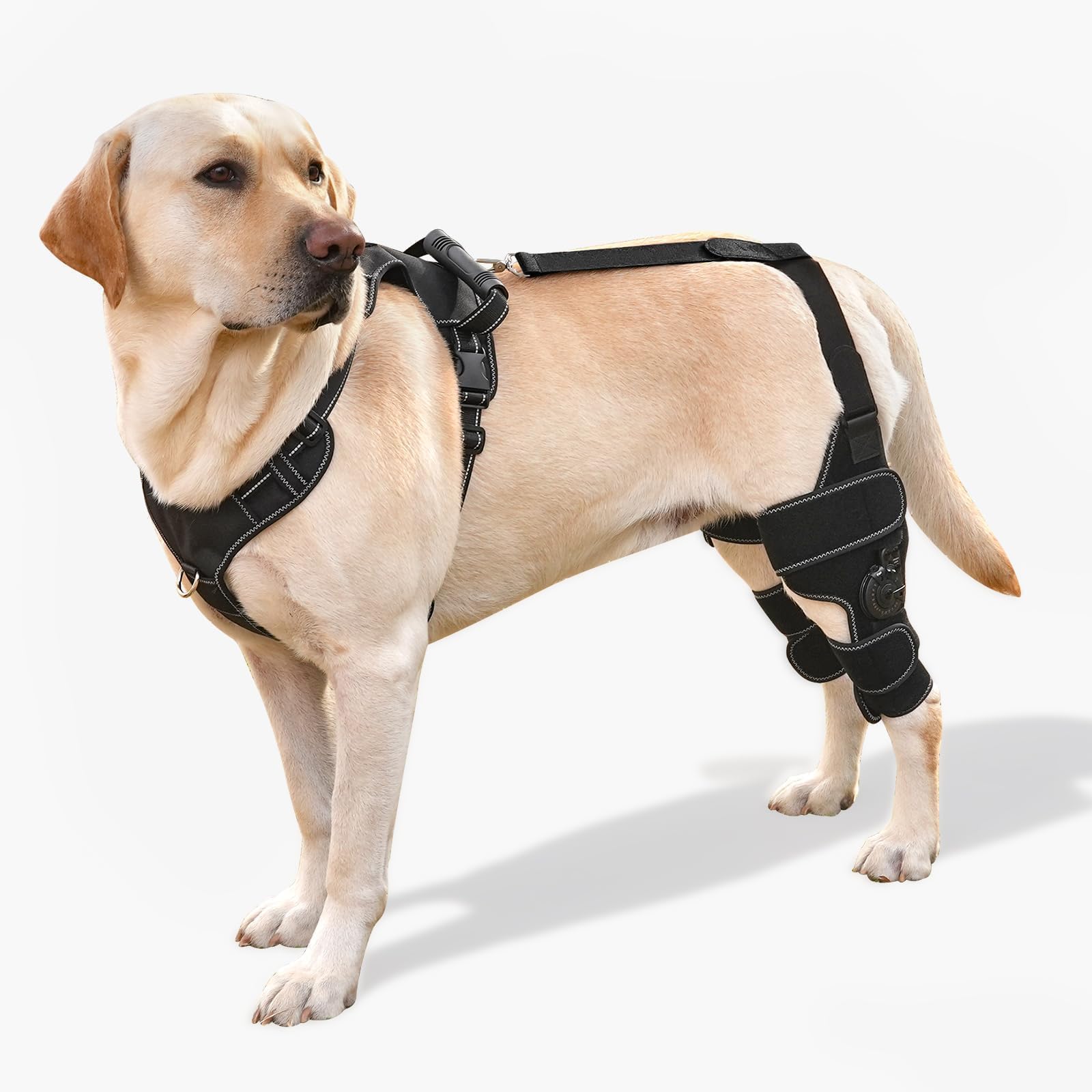 Photo 1 of FurWell Dog Knee Brace L, Both Legs