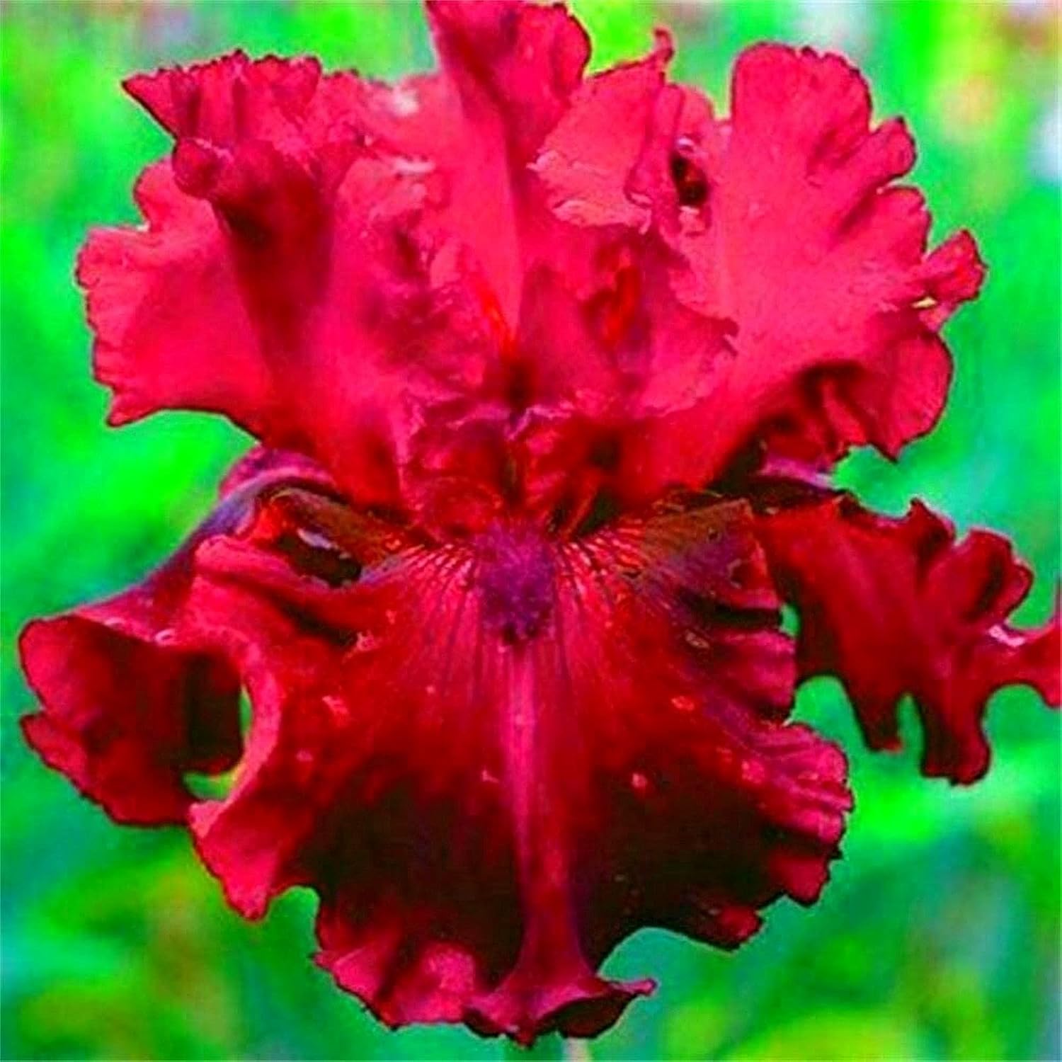 Alasines Iris Zwiebeln zum Pflanzen/Iris zwiebeln winterhart mehrjährig