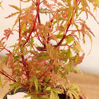 Amazon.co.jp: モミジ 紅葉 9cmポット 接木苗 もみじ (京の糸