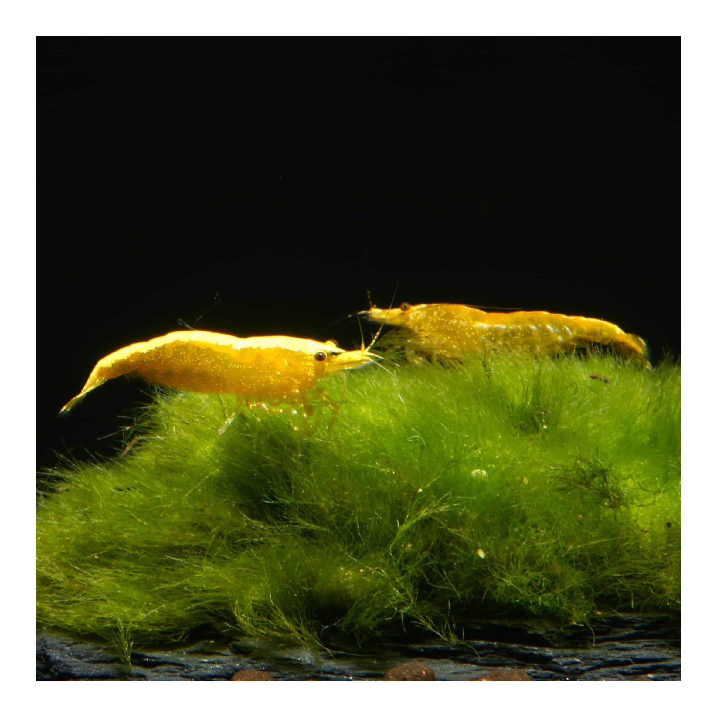 10 x Yellow Golden Top Zwerggarnele, Neocaridina davidi, Yellow Neon Rückenstrich Garnele, für Einsteiger, leicht zu pflegen und zu züchten
