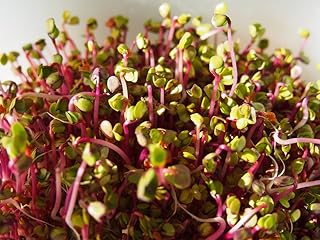 250 RED ARROW SPROUTING RADISH MiniGreen Daikon Raphanus Sativus Vegetable Seeds