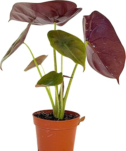 Alocasia - Plantas vivas en maceta de 2 pulgadas, seguro para mascotas, fácil de cultivar, purificador de aire, plantas de interior, flores para el