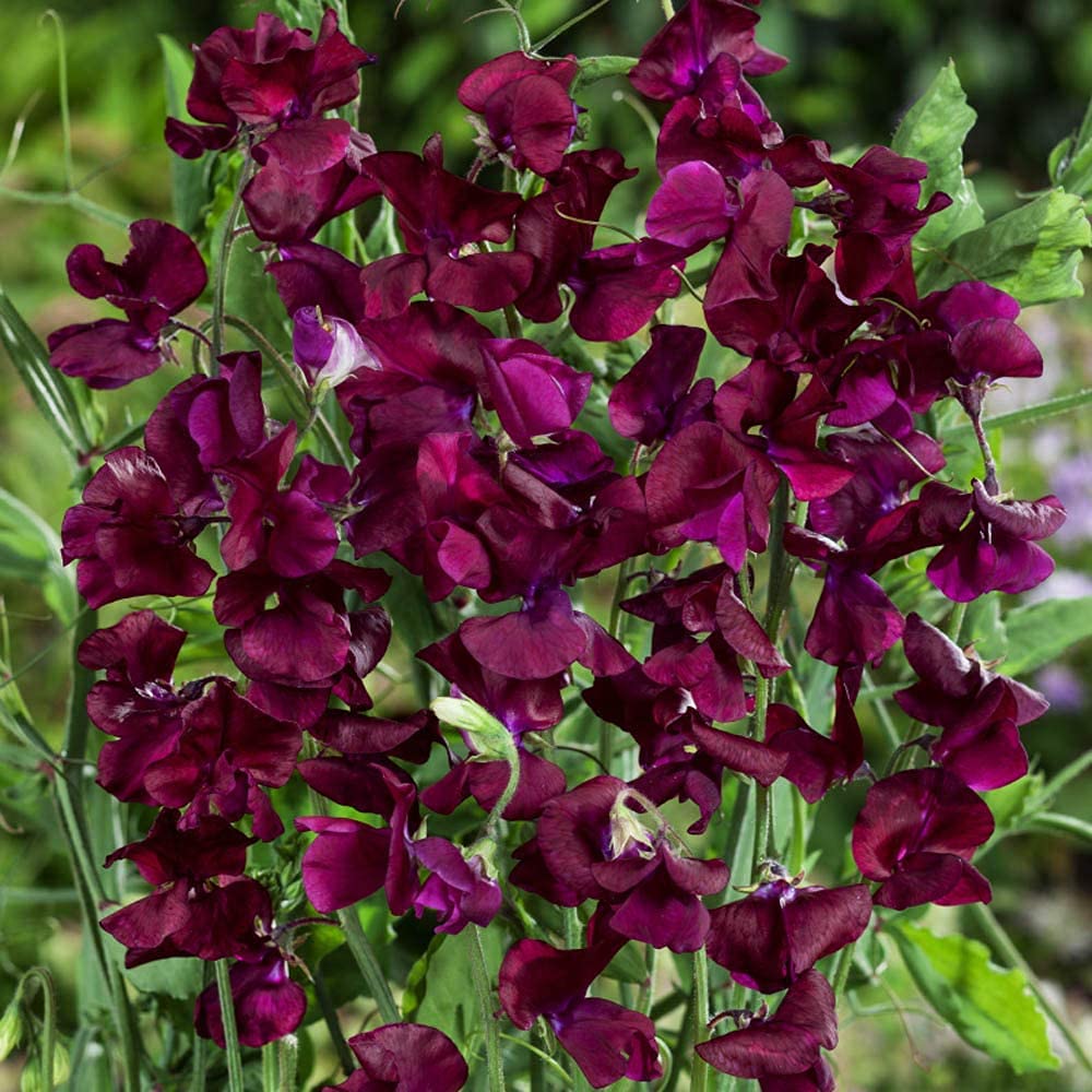 SRI SAI FORESTRY Sweet Peas Royal Maroon Climbing, Vining, Trailing Cut Flowers - 100 Seeds (B0C4Z5YNJV) Amazon Price History, Amazon Price Tracker