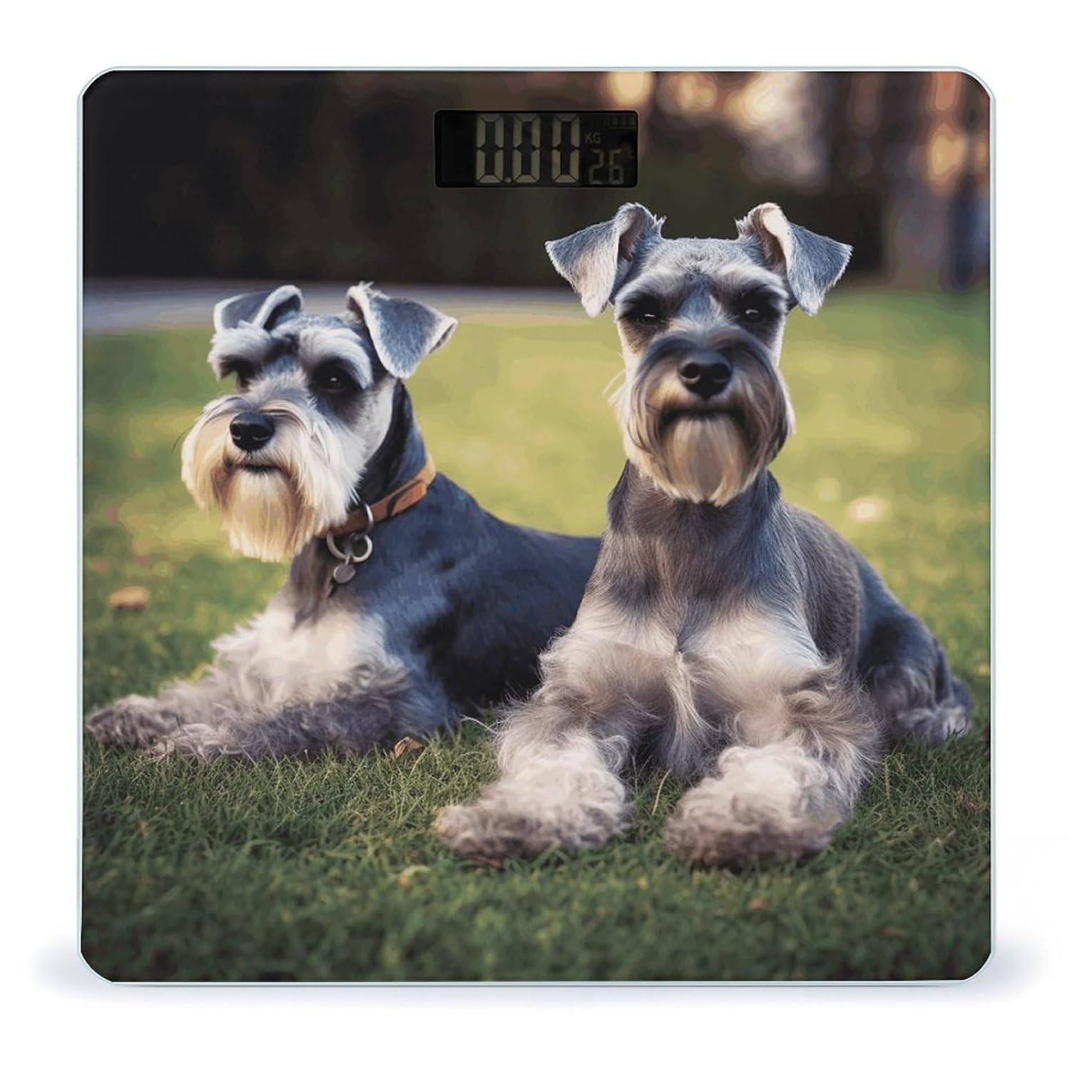 Báscula Digital de Baño para Perros Schnauzer Adultos