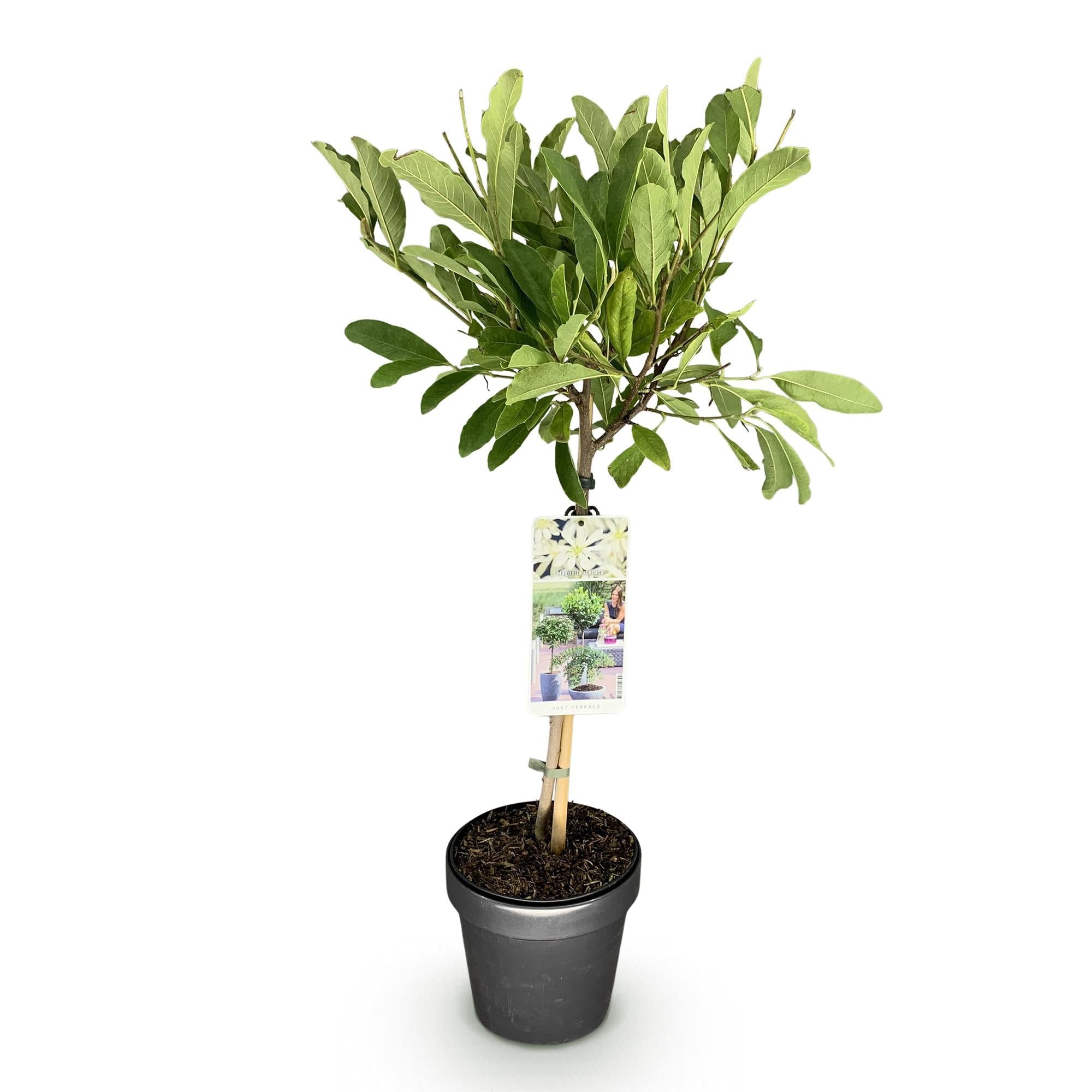 Magnolia stellata Plante sur Tige Pot 19cm Hauteur 90cm Fleurs Blanches Feuillage Caduc