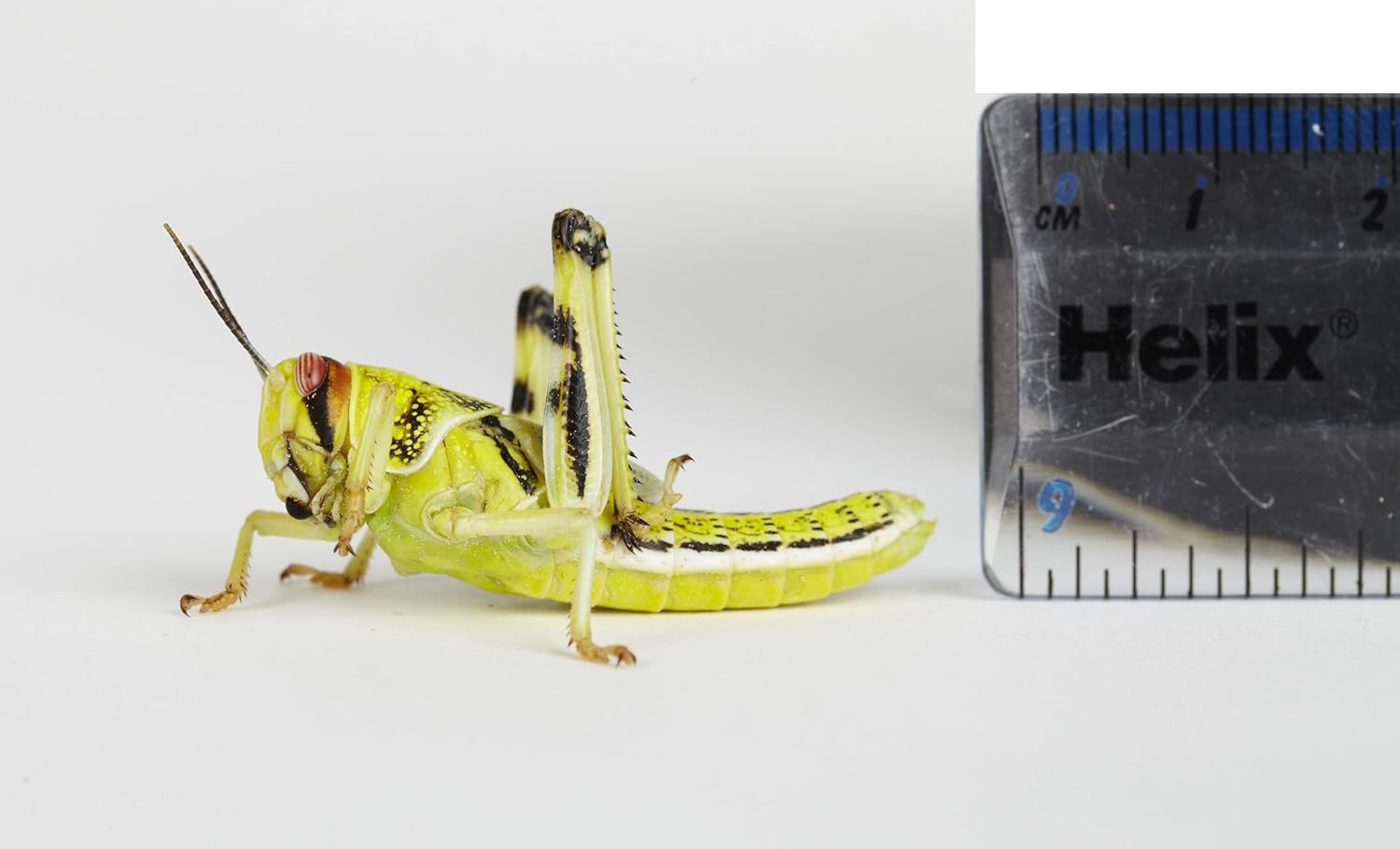 100 Extra Large Locusts, 3555mm Live Food for Reptiles Reptile Food