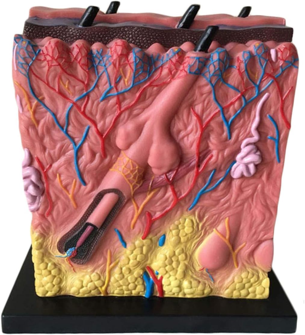 皮膚解剖モデル - 毛包 毛髪解剖モデル ニキビ 膿疱 黒ずみ 医療教育モデル - 研究用ディスプレイ教育用医療モデル