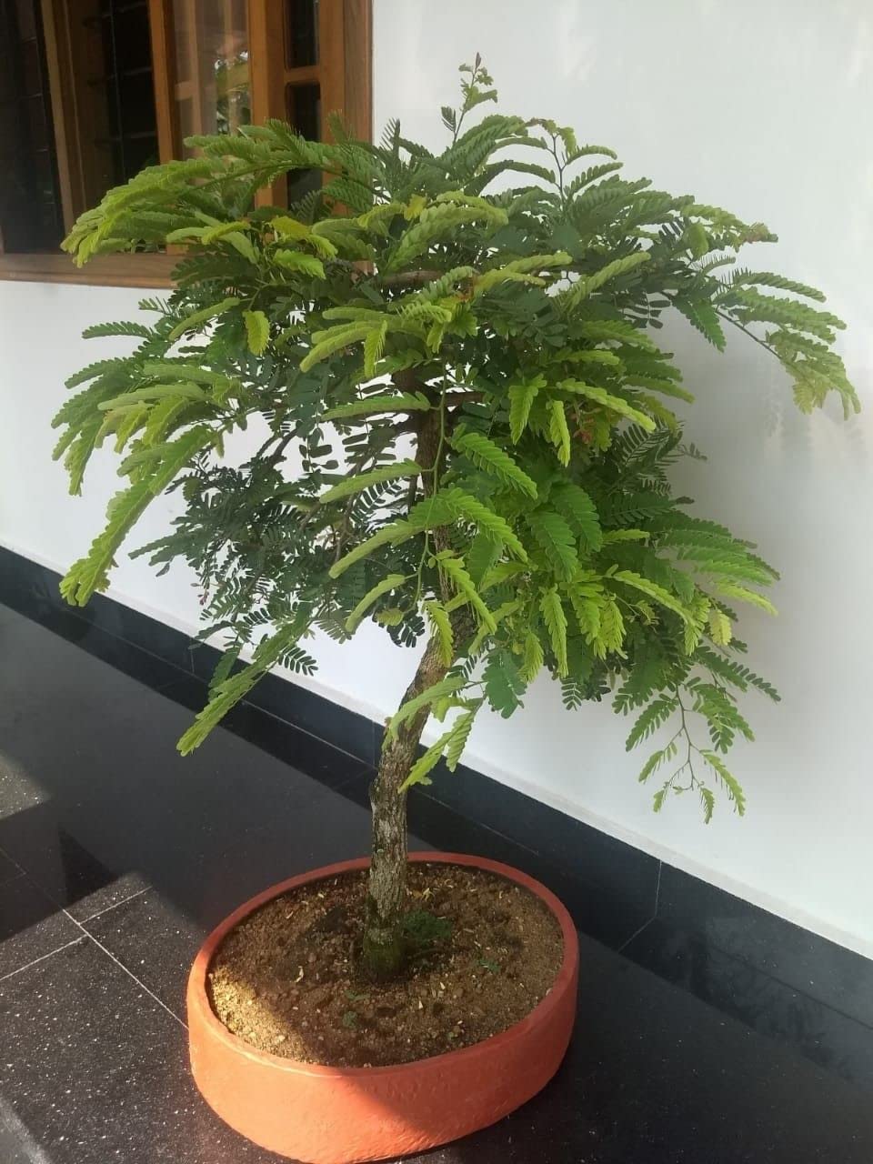 See full amazon price history chart for Cloud Farm Live Tamarind Thai Sweet Variety Imli Fruit Grafted Live Plant (1-1.5 Ft Size) Pack of 1 Healhy Plant CF_06 Cloud Farm Live Tamarind Thai Sweet Variety Imli Fruit Grafted Live Plant (1-1.5 Ft Size) Pack of 1 Healhy Plant CF_06 (B0BR3Q52B9) Amazon Price History, Amazon Price Tracker