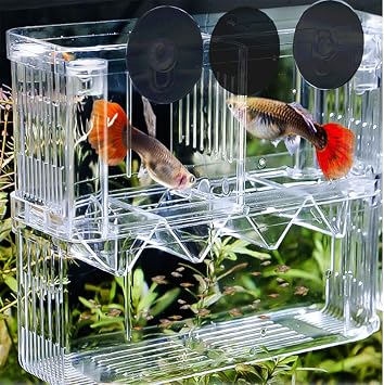 Fish Breeding Box, Acrylic Floating Fish Hatchery Isolation Box, Double Layer Fry Hatching Incubator Breeding Rearing Trap, Aquarium Tank Fish Parenting Container Divider with Suction Cups_L