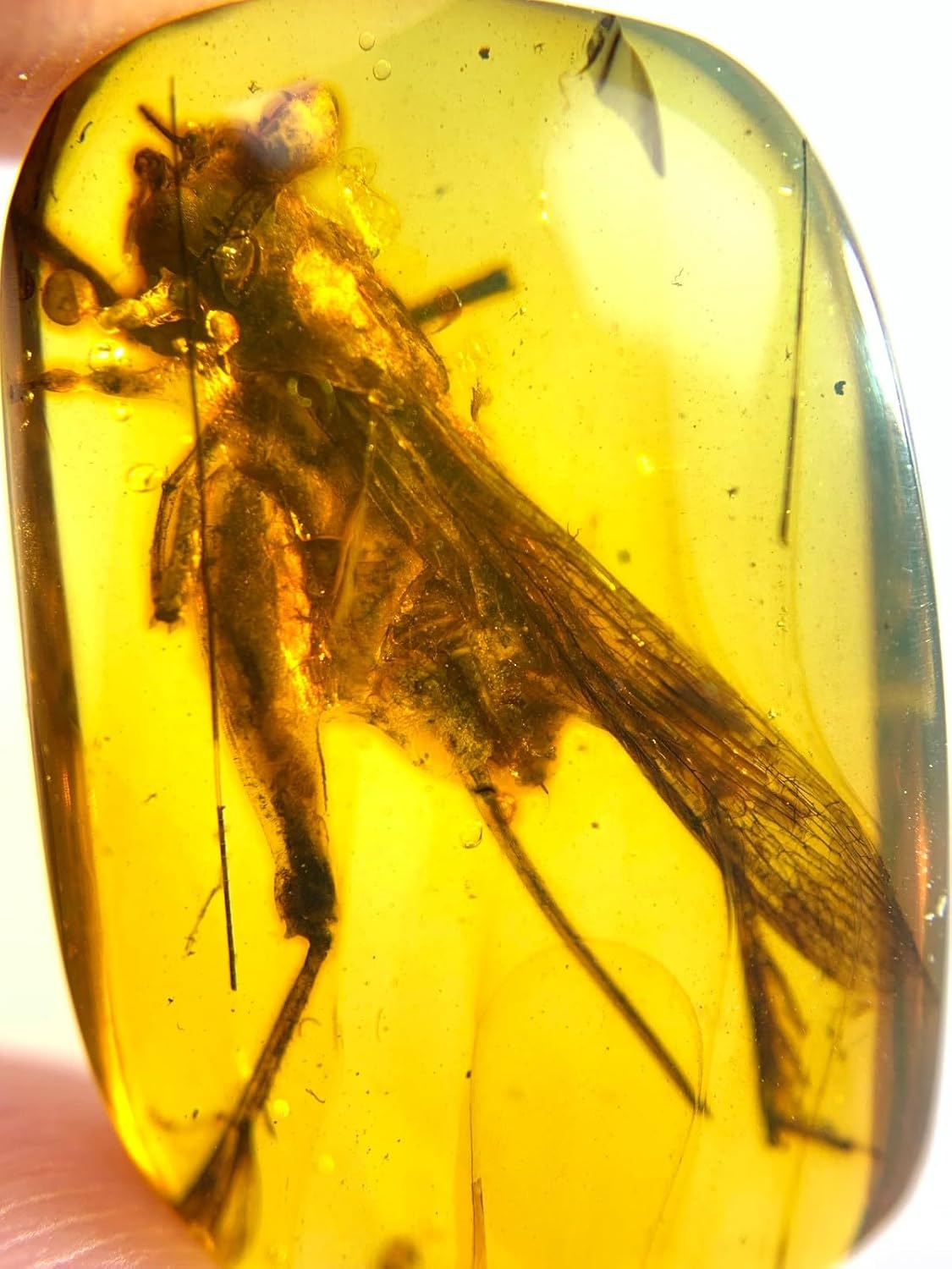 burmite Cretaceous Rare Short Veined Grasshopper Insect Fossil Amber Myanmar