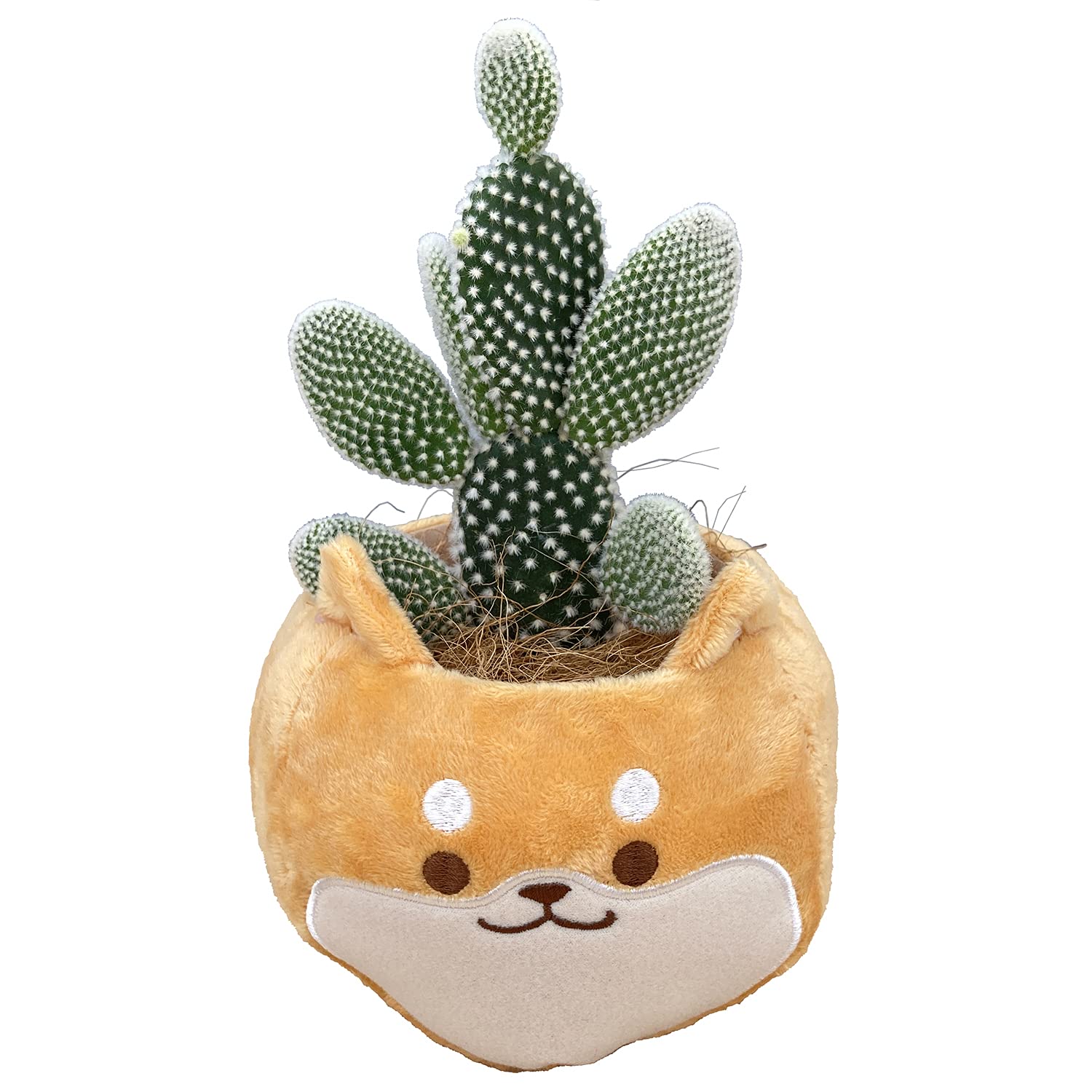 ☆いぬごろうページ☆サボテン•多肉植物3商品set♪ Amazon｜