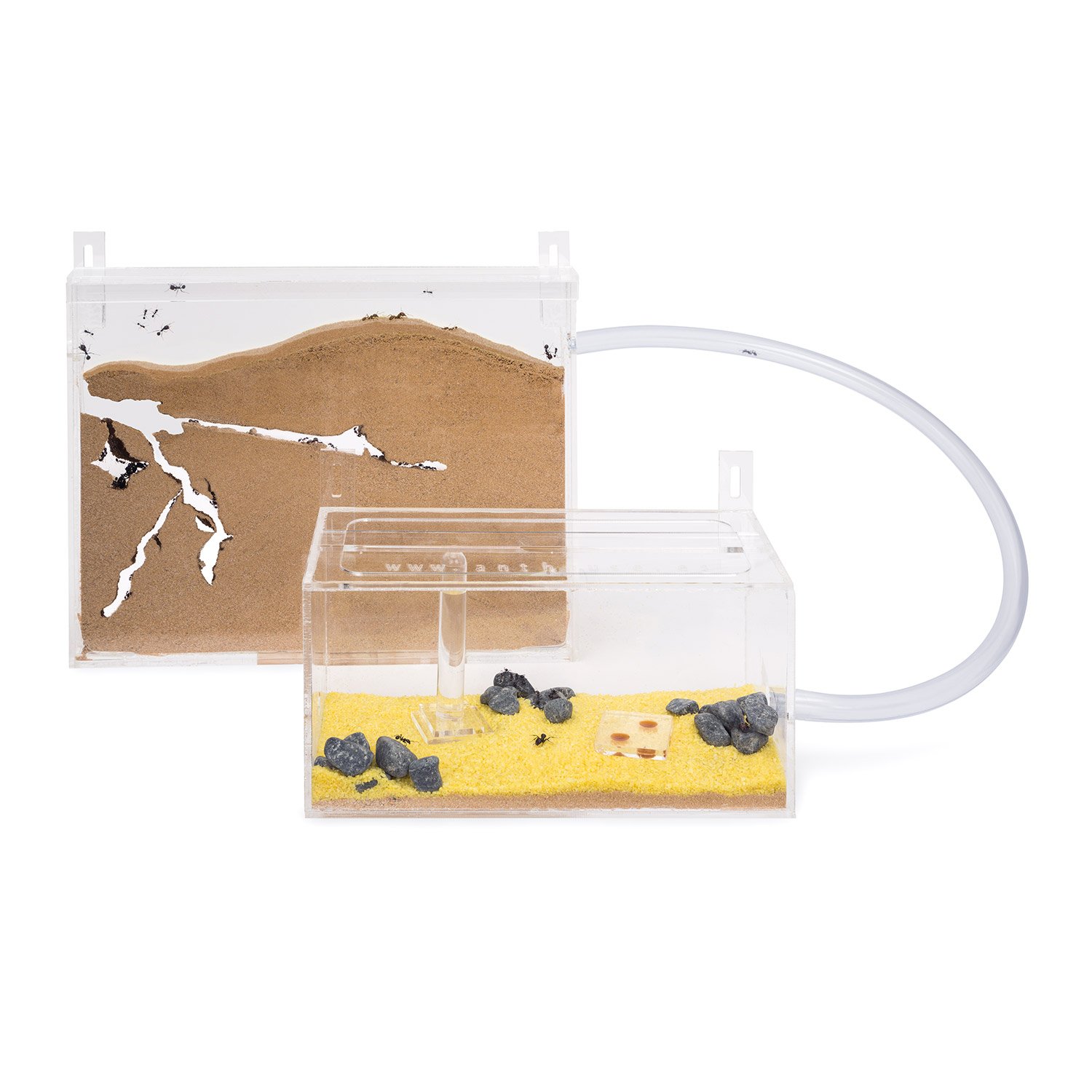 Anthouse.es - Hormiguero Natural de Arena de Pared - Kit Hormiguero Acrílico (Sándwich + Caja de Forrajeo) - Granja de Hormigas con Colonia de Hormigas Incluida - 25x20x1 cm y 20x10x10 cm