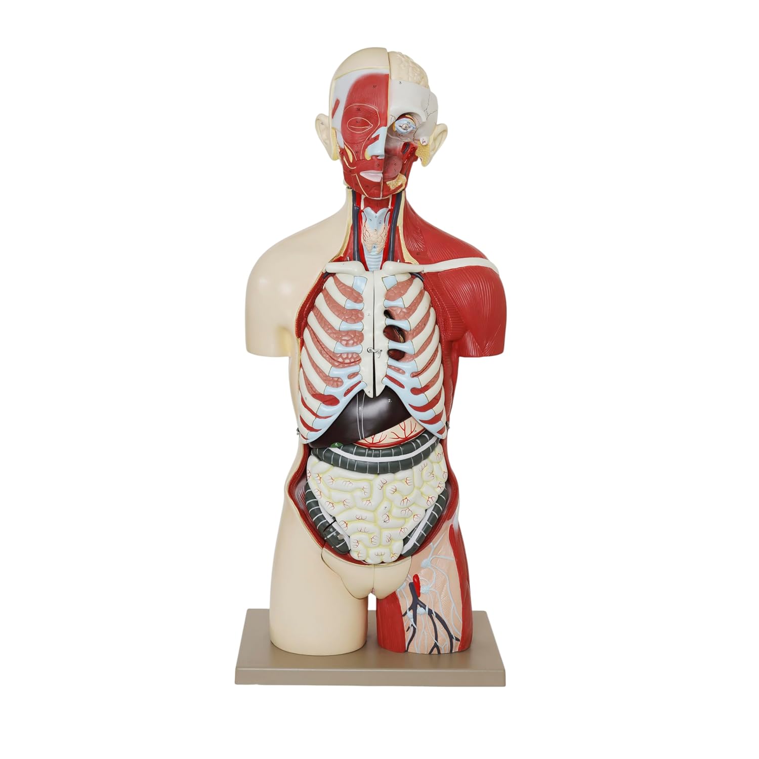 Eisco – 35" Female Life Size Human Torso Anatomical Model, 19 Removable Parts, Open Back with Muscular Detail, Includes Fetal Reproductive System, Labeled Structures, Ideal for Biology and Anatomy Lab
