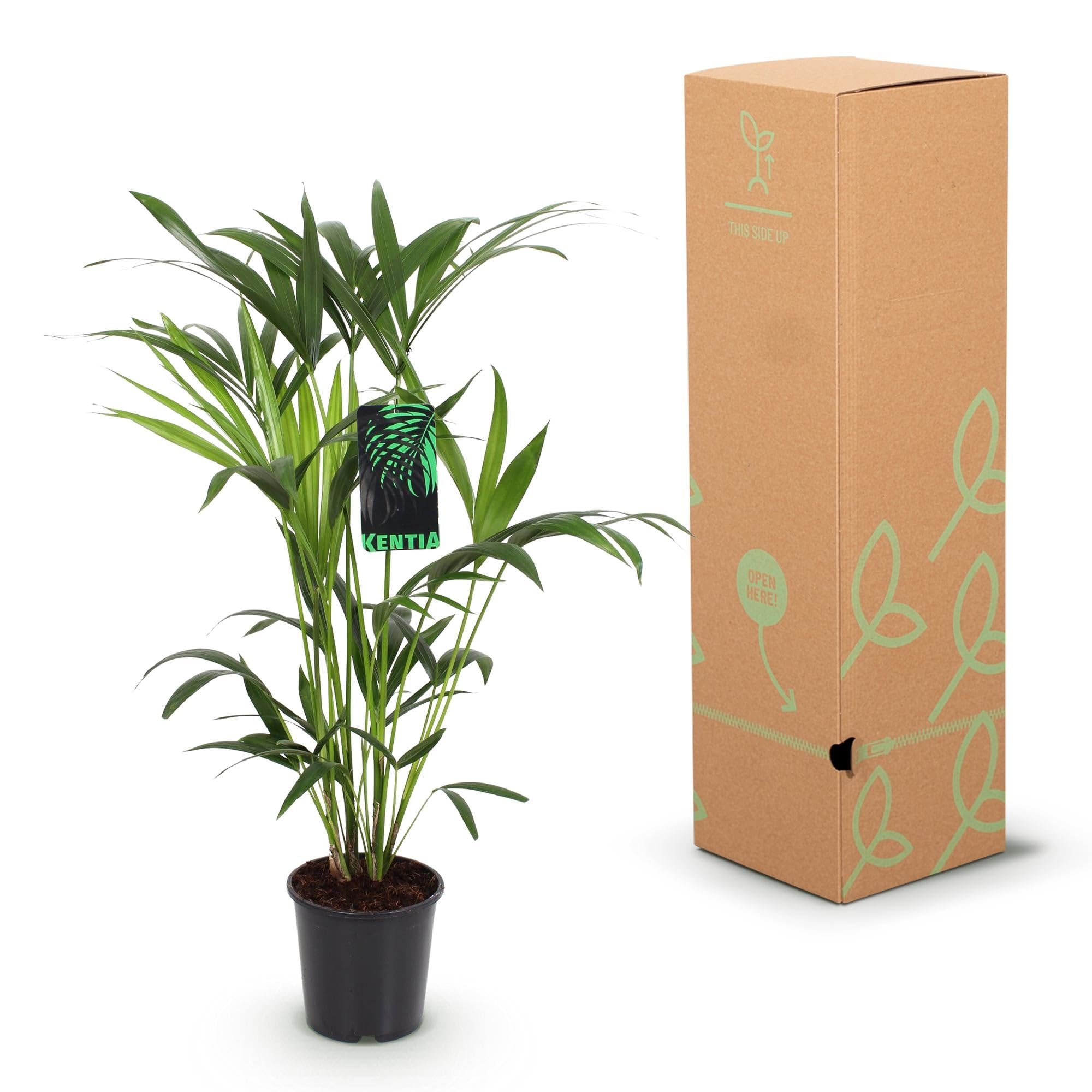 Howea Forsteriana Palma Kentia, 2 rośliny, 80-85 cm, 19 cm, łatwa w pielęgnacji, palmy pokojowe z eleganckimi liśćmi, tropikalne, oczyszczające powietrze zielone rośliny do nowoczesnych wnętrz