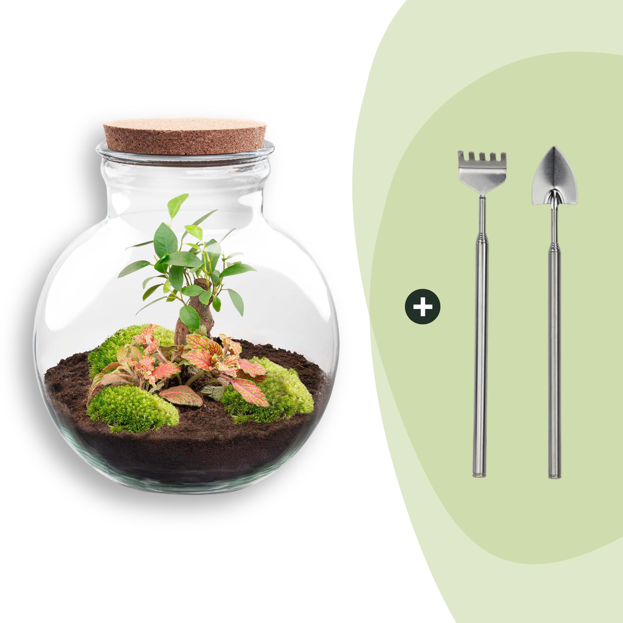 Jardinière en bouteille - Kit de bricolage - Bonsaï - Terrarium Ø 25 cm x H 26,5 cm - Terrarium à faire soi-même - Mini écosystème autonome - Pour la maison et le bureau