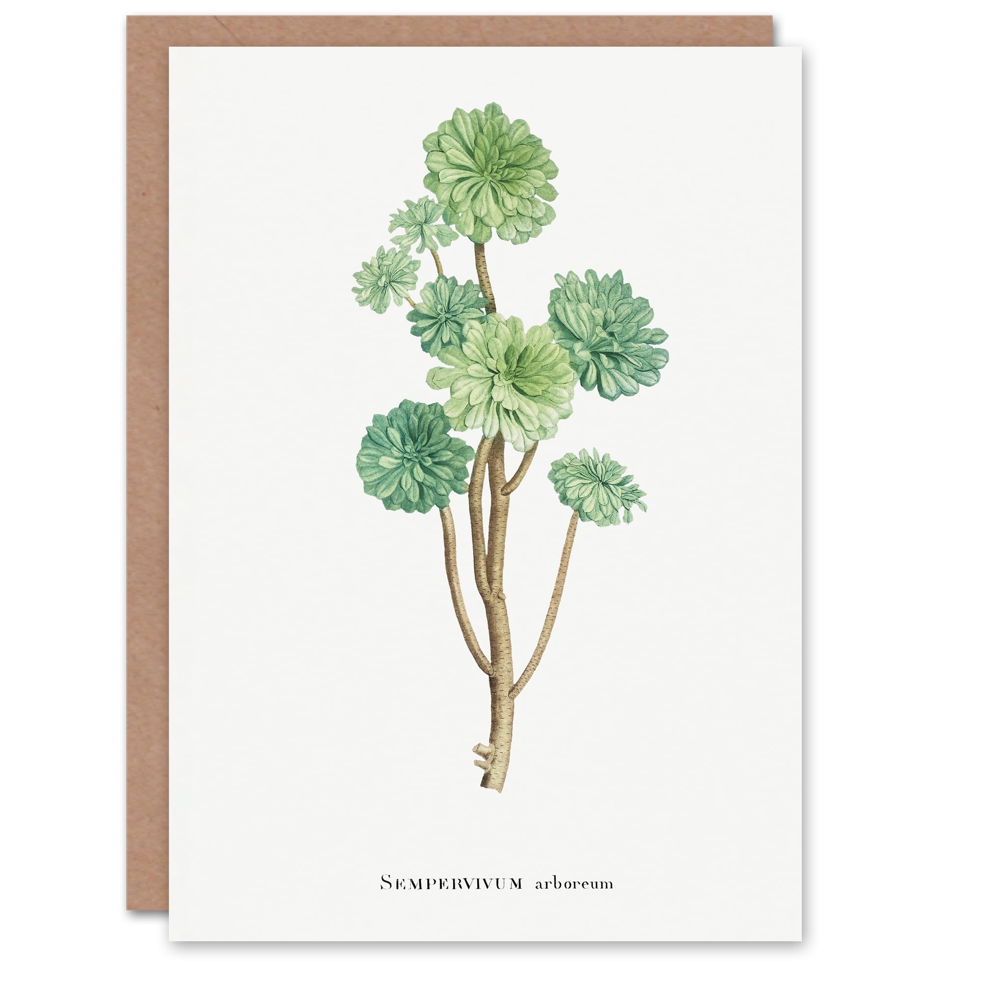Artery8 Pierre-Joseph Redouté Art Card Tree Houseleek Succulent