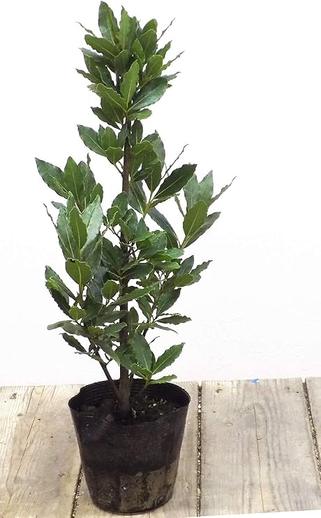 Amazon 月桂樹 ローリエ Laurier 5号ポット 苗木 植木