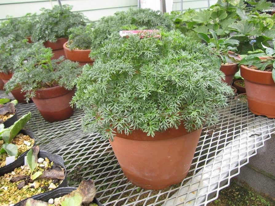 山野草 希少 カタオカソウ 15B 山野草 希少 カタオカソウ 15B 【公式通販】