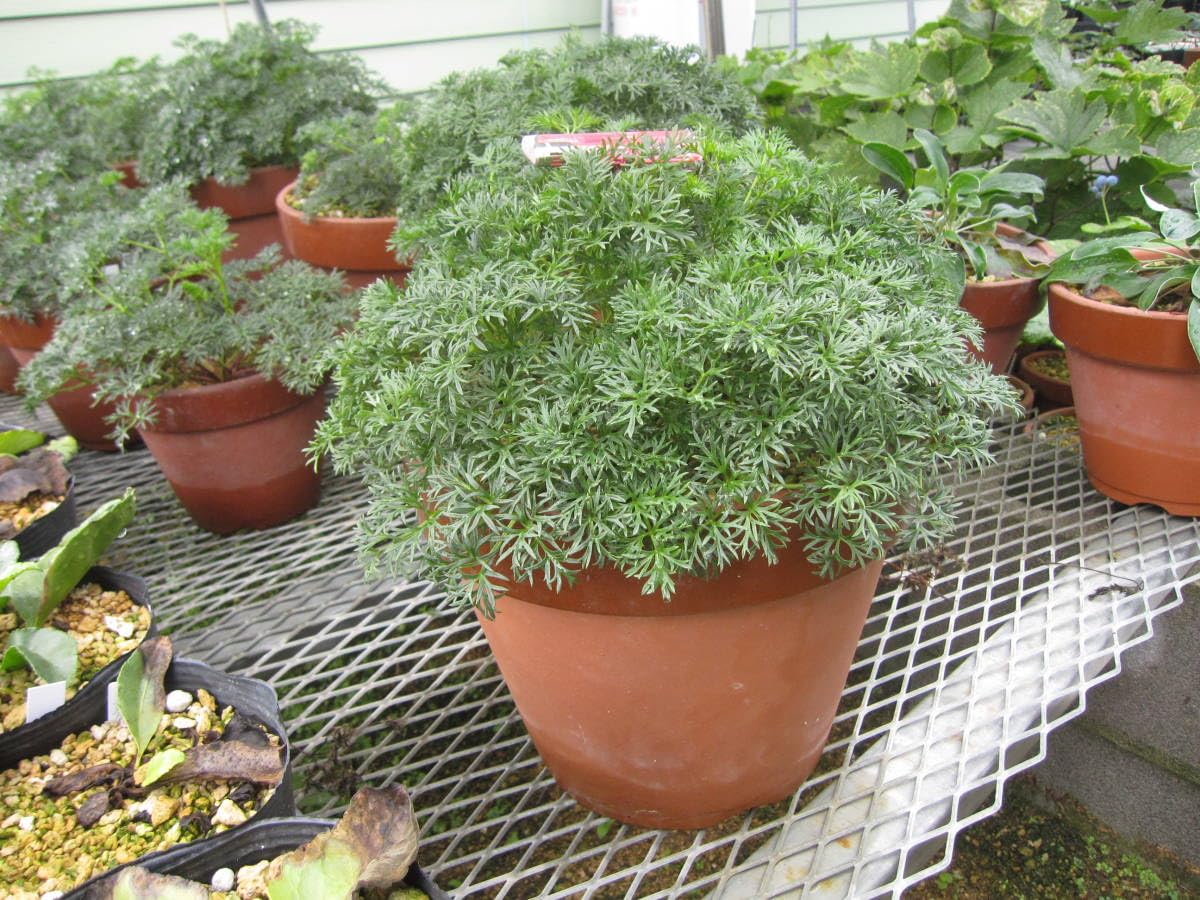 山野草 超希少青花 カリアンテマム ファレリ 大株D