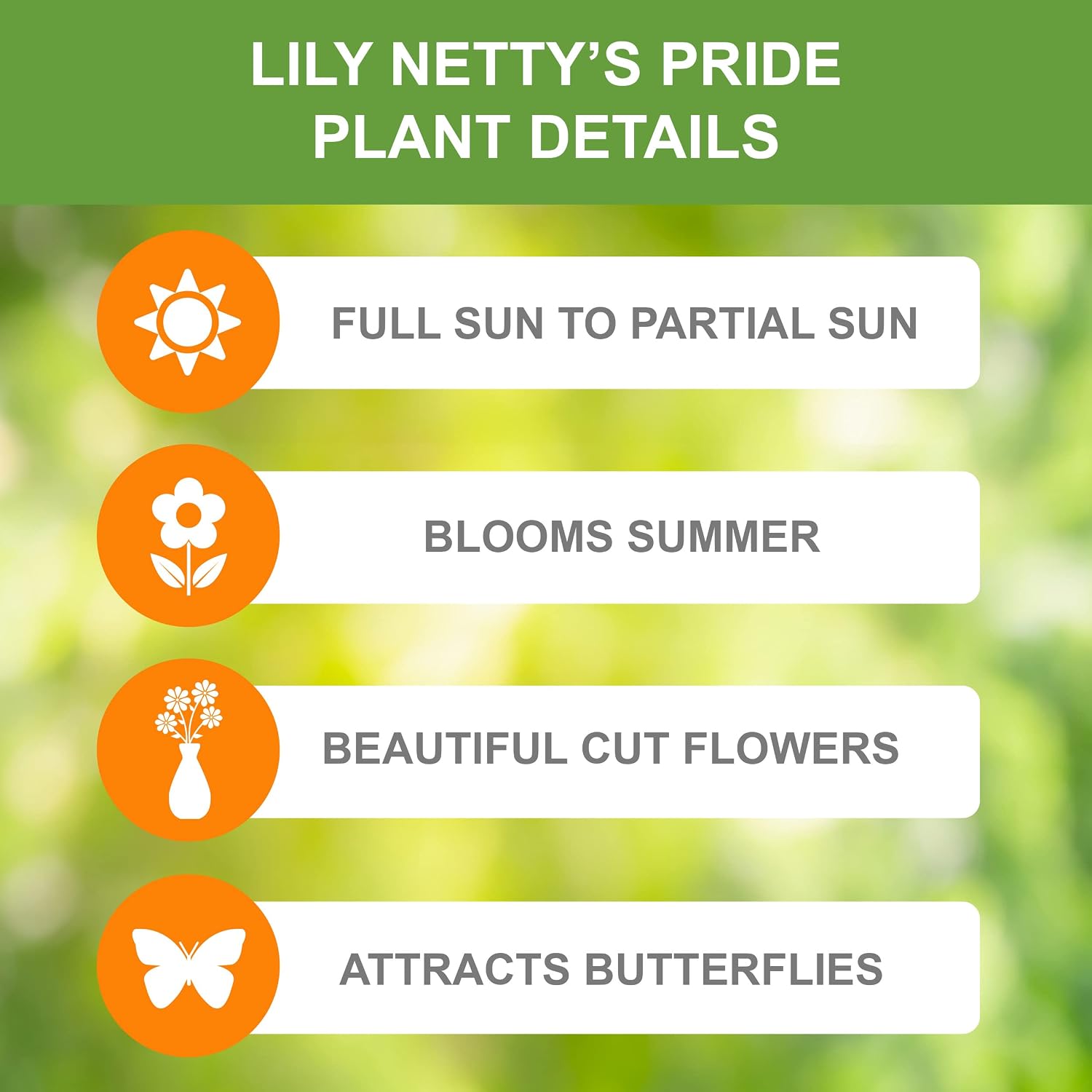 Garden State Bulb Netty's Pride Asiatic Lily Flower Bulbs, 14/16cm, Spring Planting (Bag of 10)