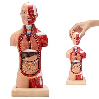 SKUMOD Human Organ Model for Kids, Organ Model Detachable 15 Pieces, 11 Inch High Human Torso Anatomy Model, Model for Nursing Education Display in Medical School