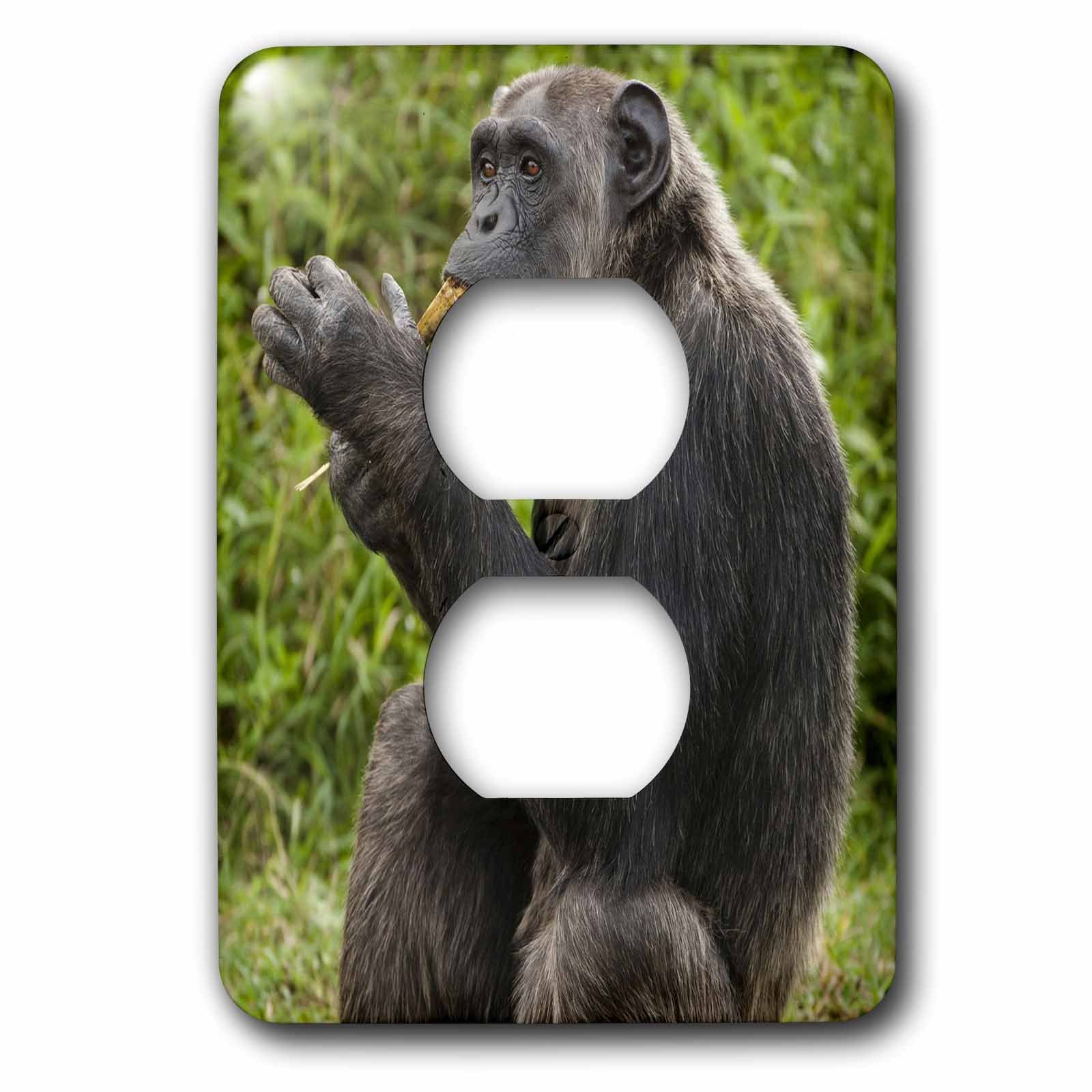 Chimpanzé Kenya 3dRose lsp_131865_6 pour sublimer vos prises