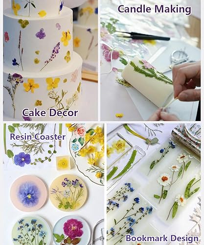 Vista 27 de 48 piezas de flores secas prensadas naturales para decoración de pasteles, flores secas reales para la fabricación de joyas de resina, manualidades