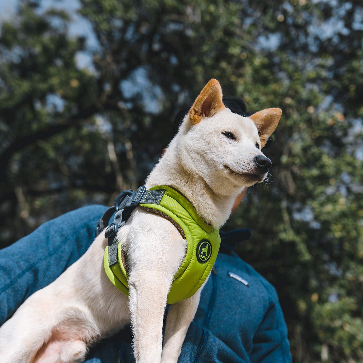 Gooby Escape Free Hundegeschirr aus Memory-Schaum, kein Ziehen, 4-Punkt-Verstellung, für kleine bis mittelgroße Hunde, Blau, Größe S