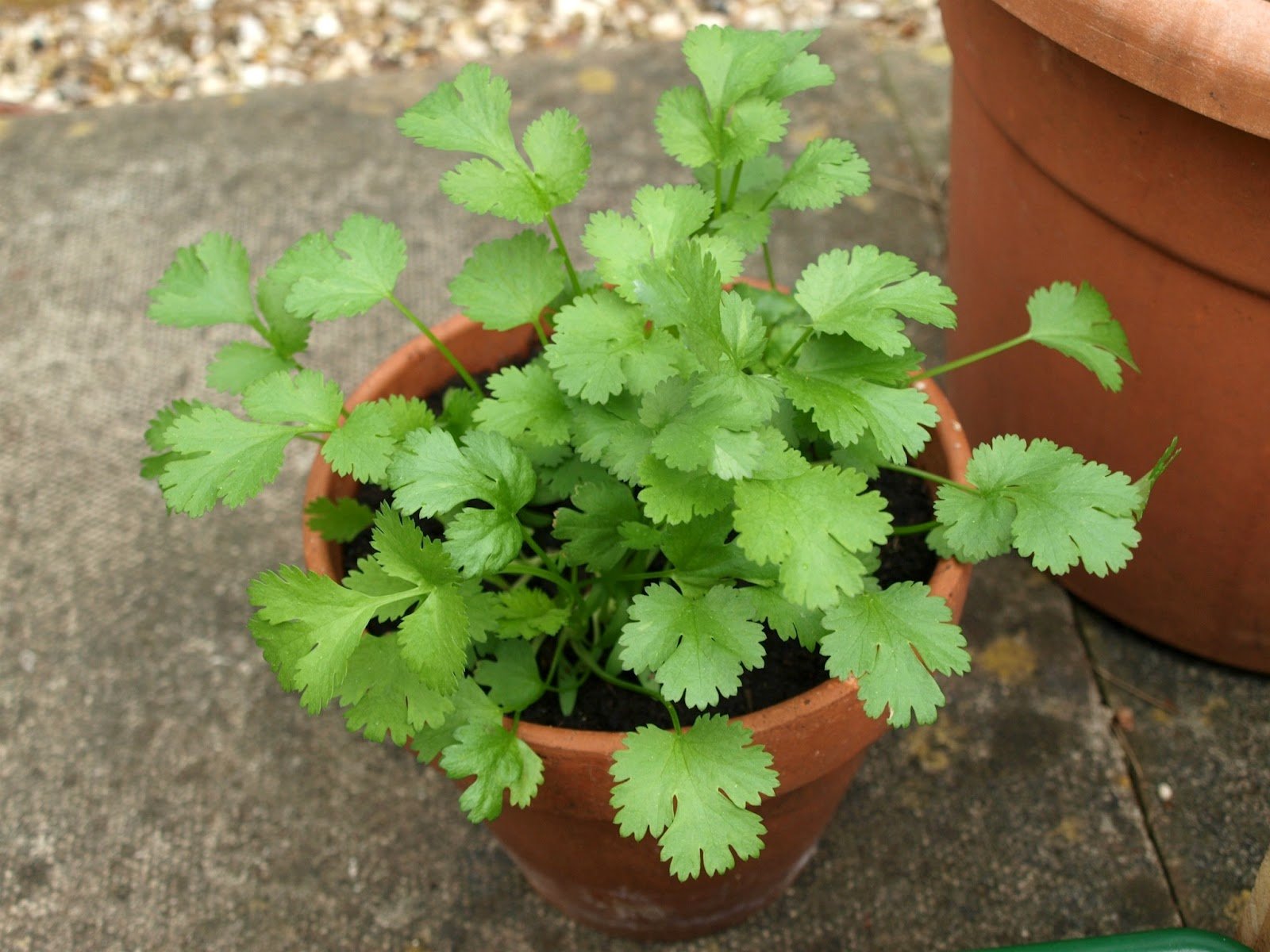 M-Tech Gardens Hybrid Coriander Seeds" Arka Isha" High Yield Disease Resistant Variety Vegetable Seeds (50 Seeds Pack) - High Yielding 12 t/ha in 3 cuttings in 70 days (B07HL7ZQRC) Amazon Price History, Amazon Price Tracker