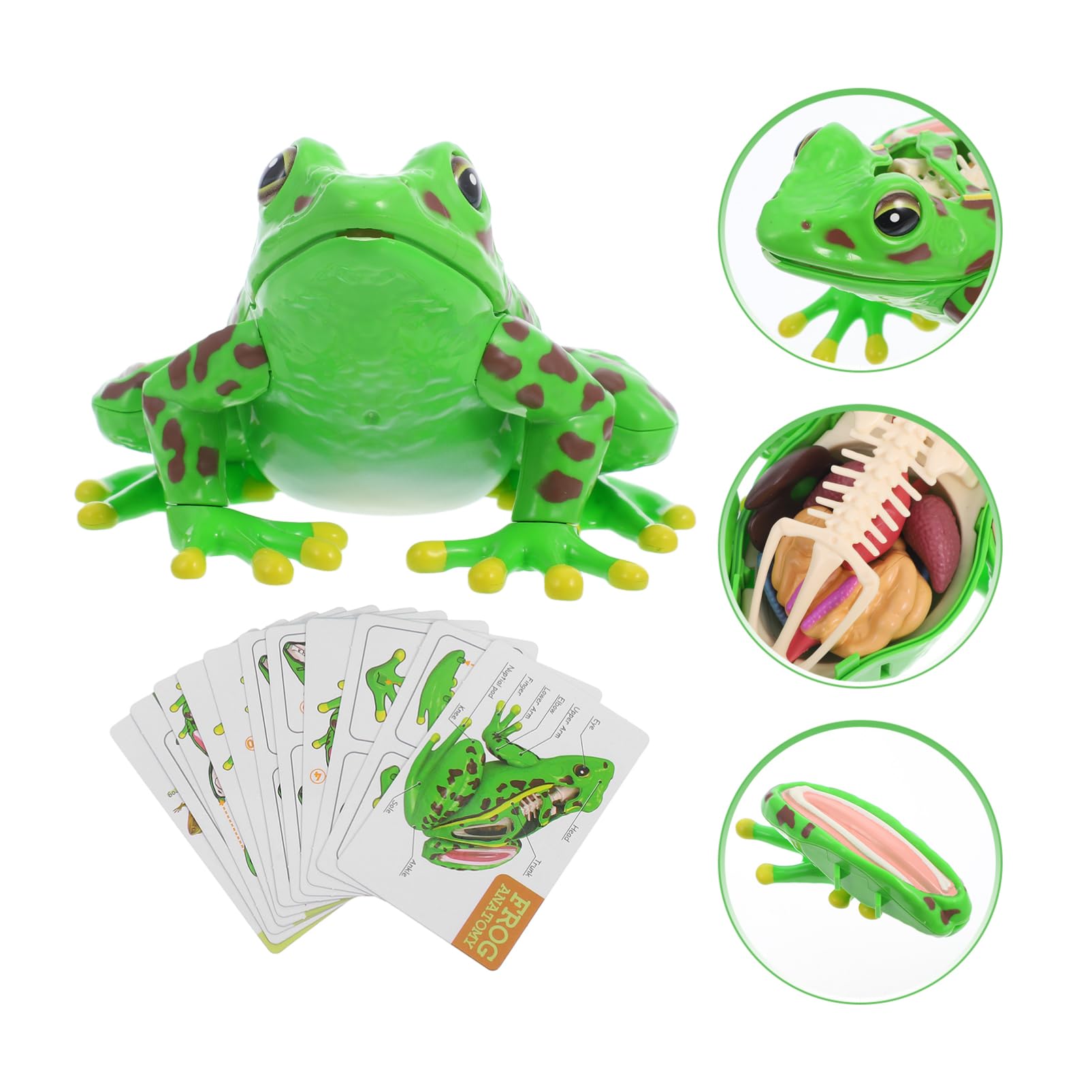 Grenouille Modèle Outils Pour Pour L'Aide À L'Étude D'Anatomie Grenouille Souvenirs Grenouille Anatomie Réplique Réaliste Grenouille Réaliste Grenouille 3D Puzzle Grenouille