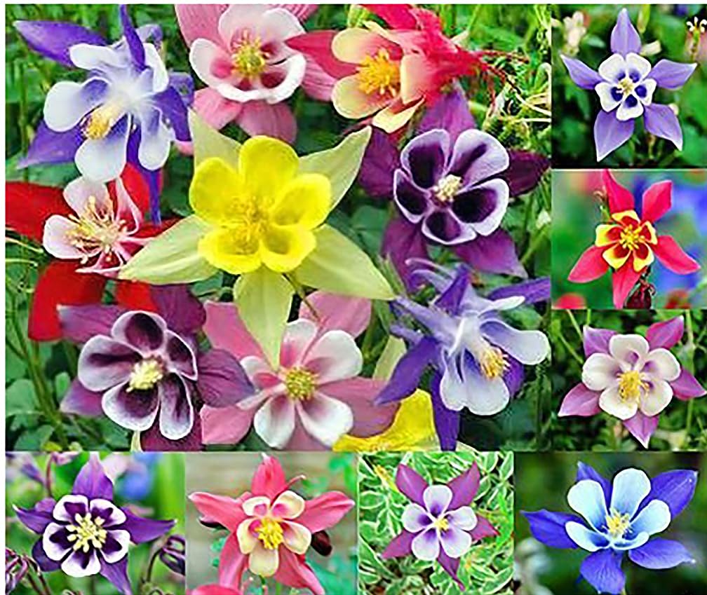 McKana Giant Hybrid Columbine Seeds