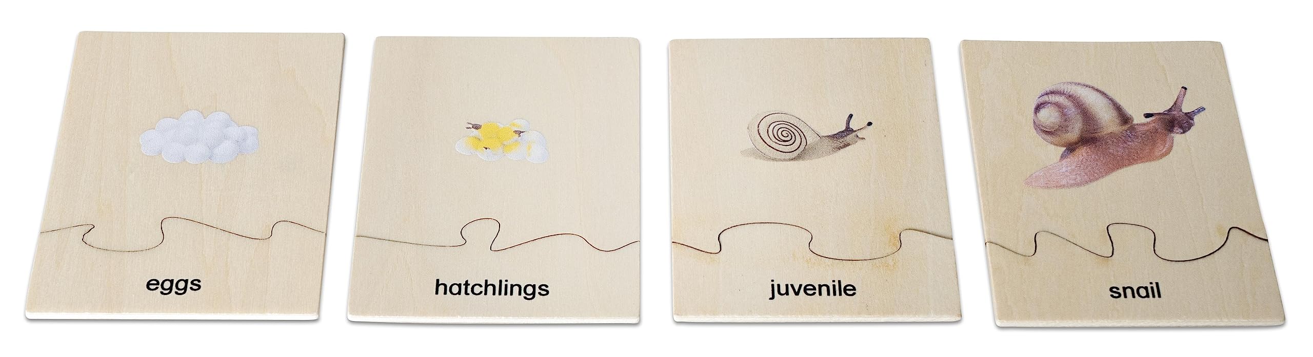Betzold Lebenszyklus Schnecke - Holz-Puzzle Figuren Textkarten Deutsch & Englisch